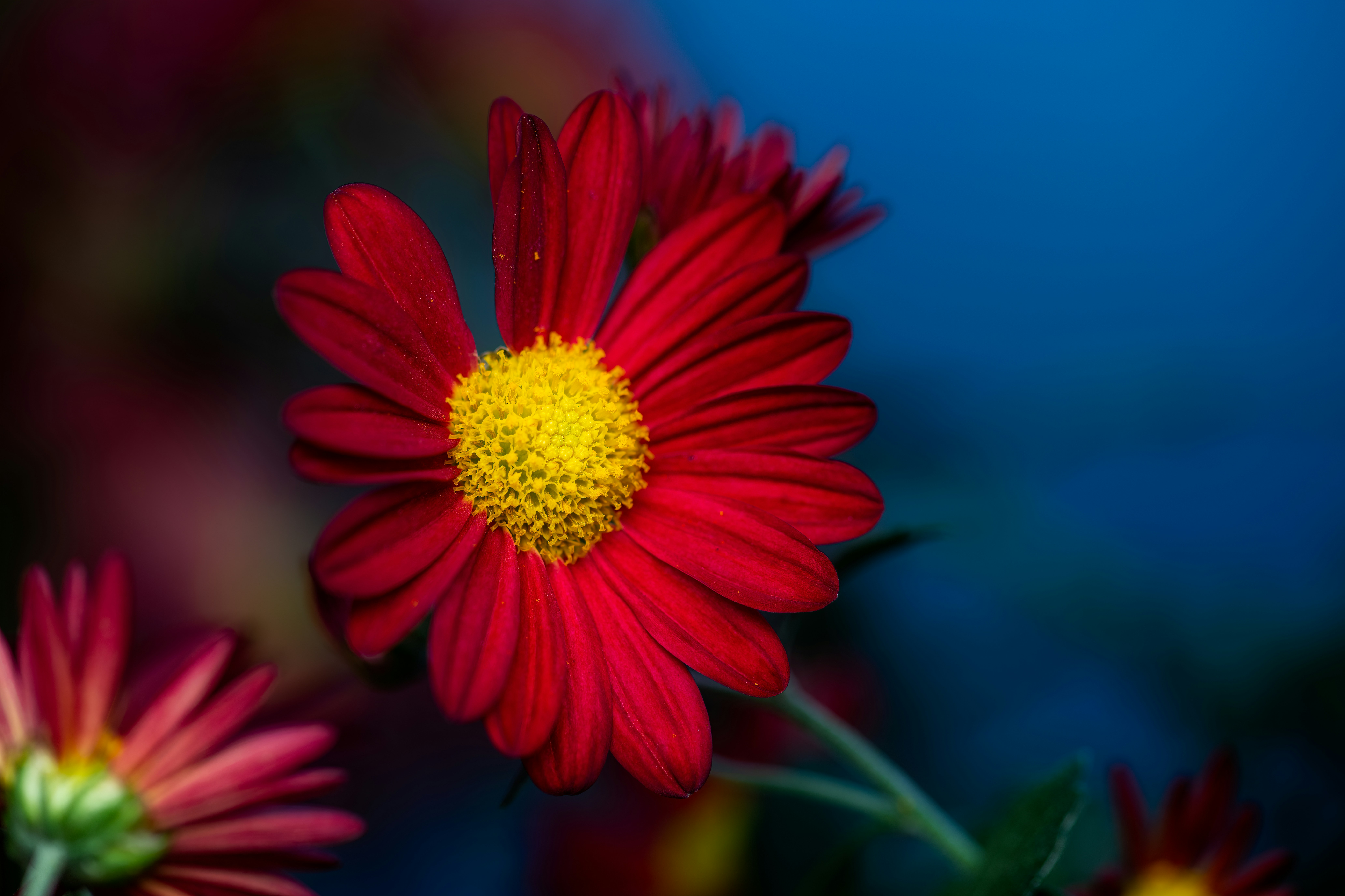 Photo by skylerewing