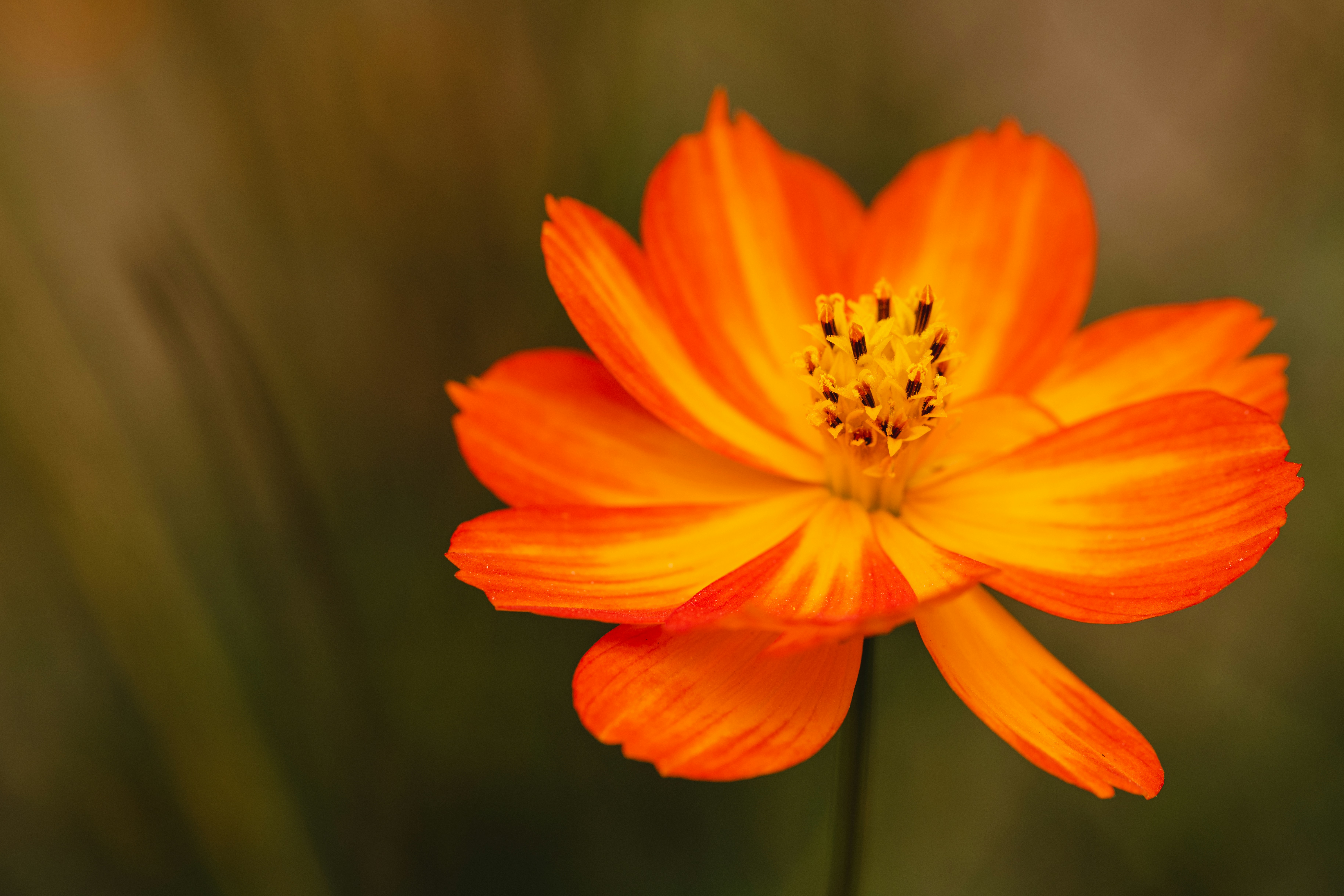 Photo by skylerewing