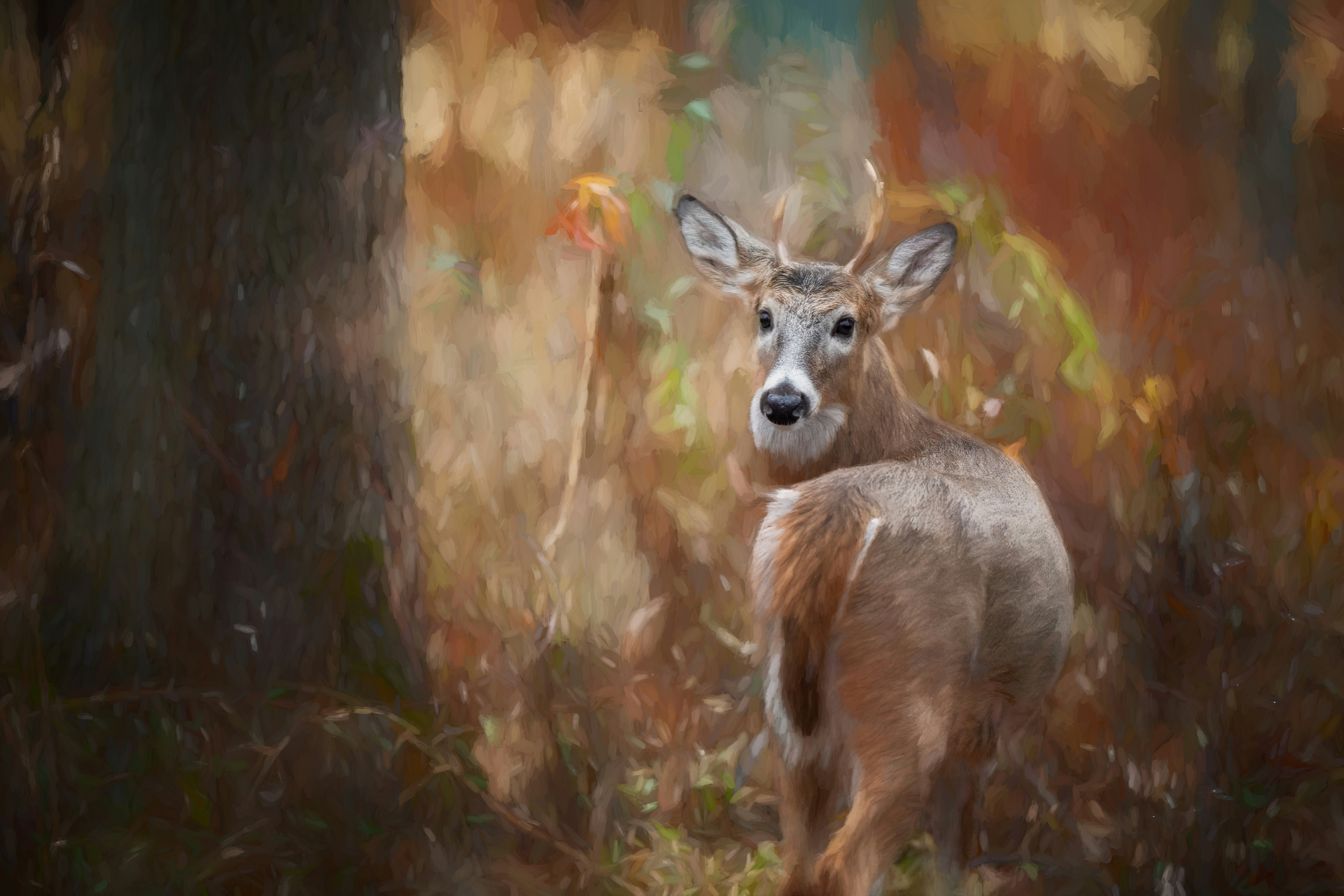 Photo by skylerewing