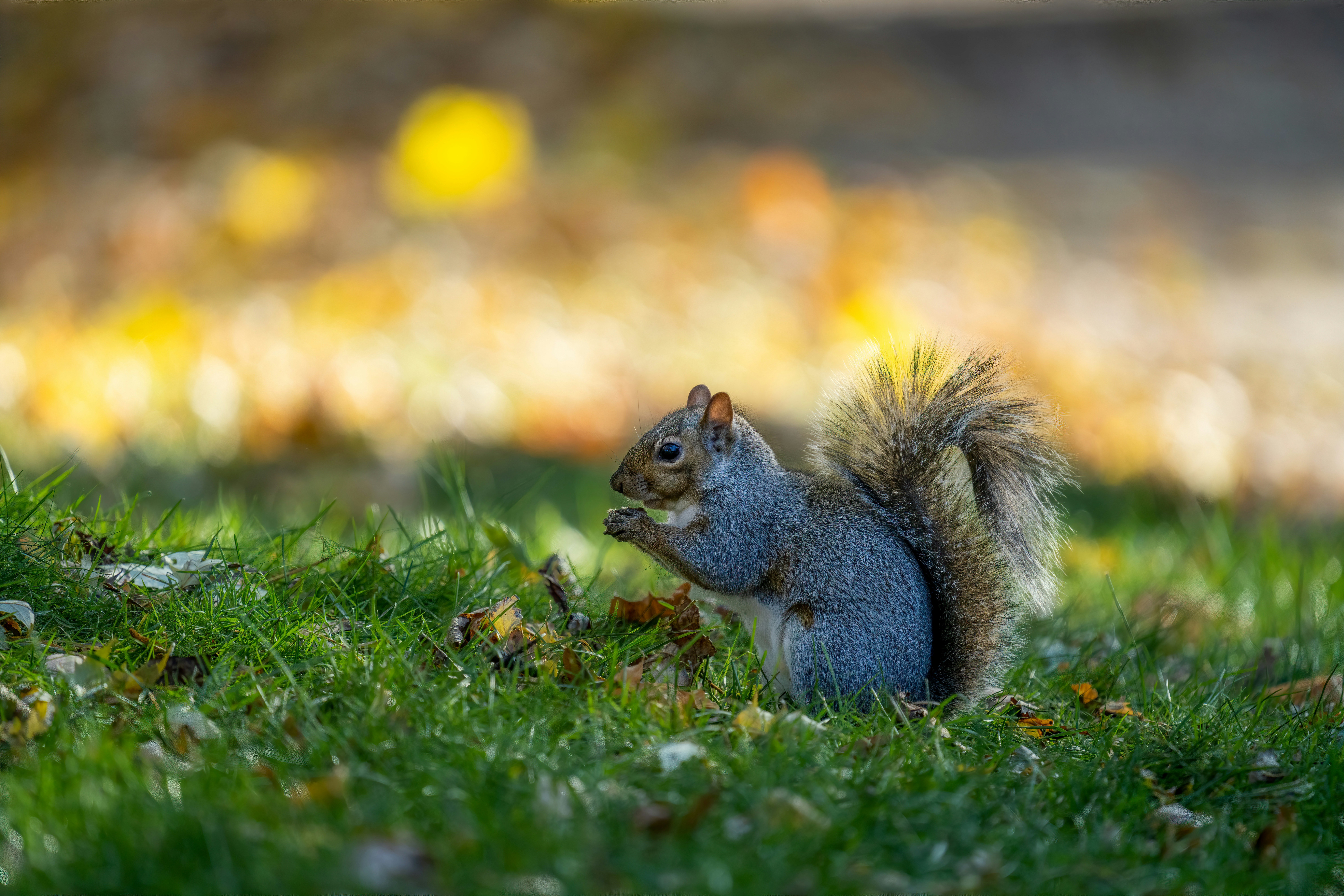 Photo by skylerewing