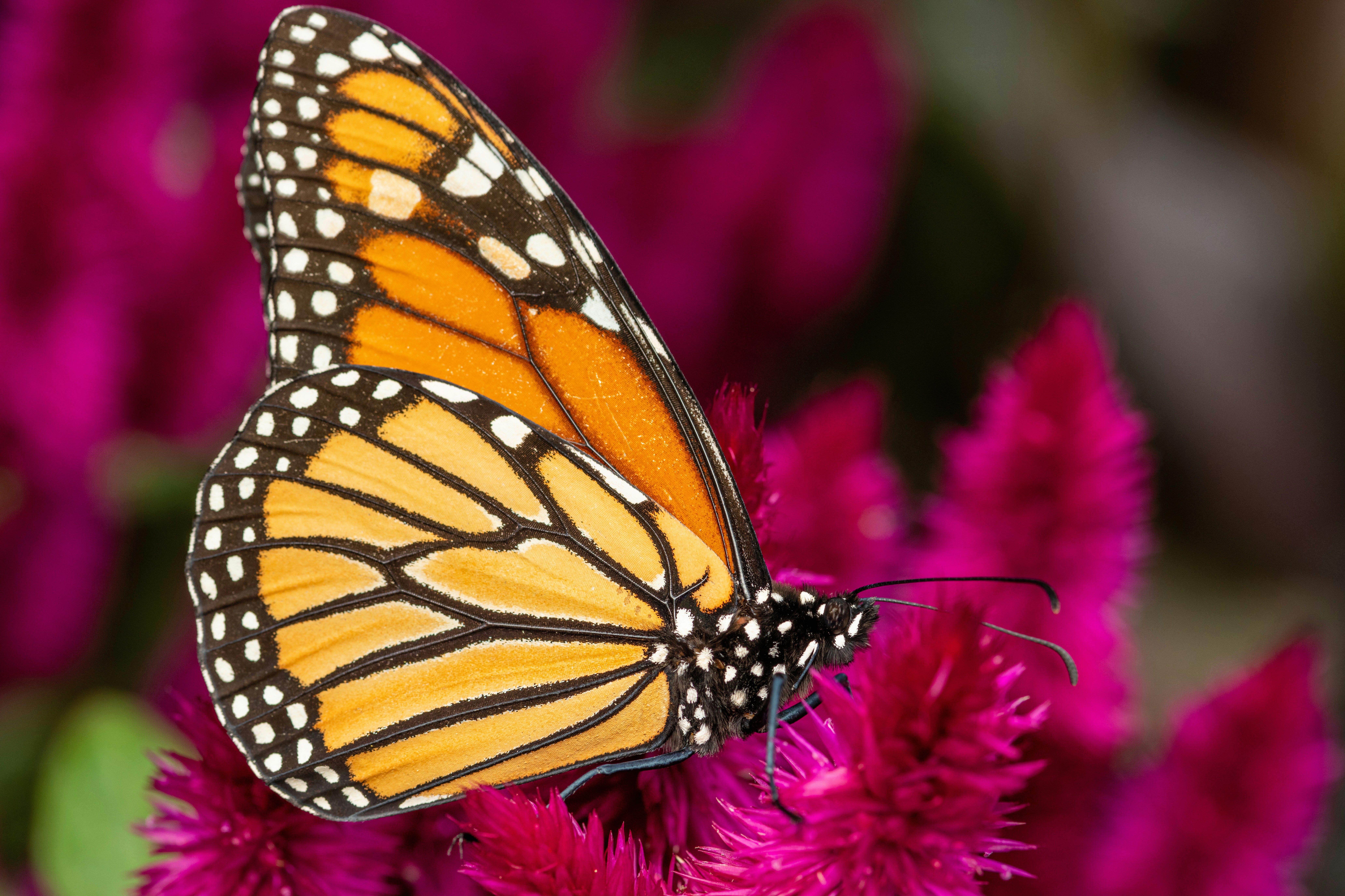 Photo by skylerewing