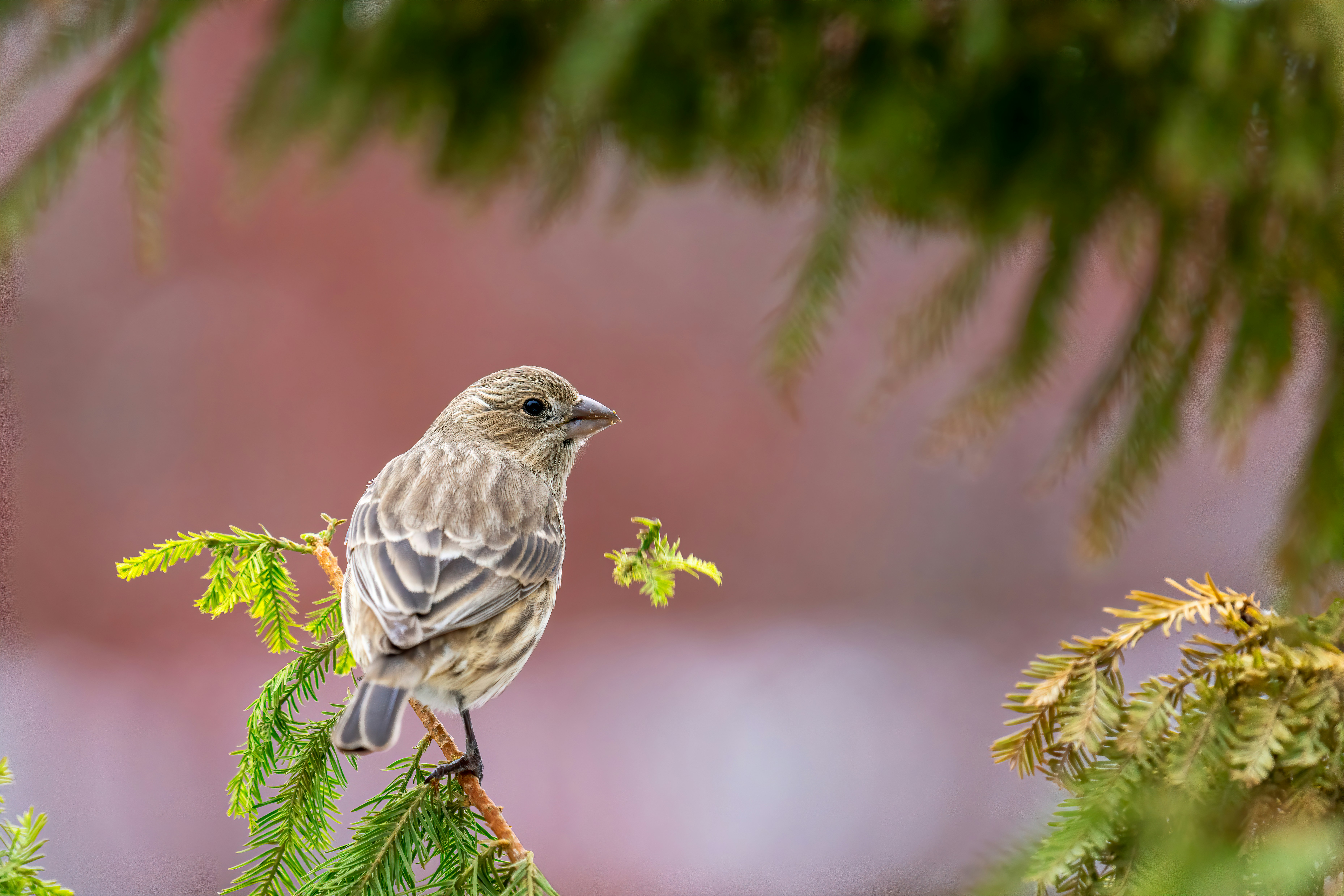 Photo by skylerewing