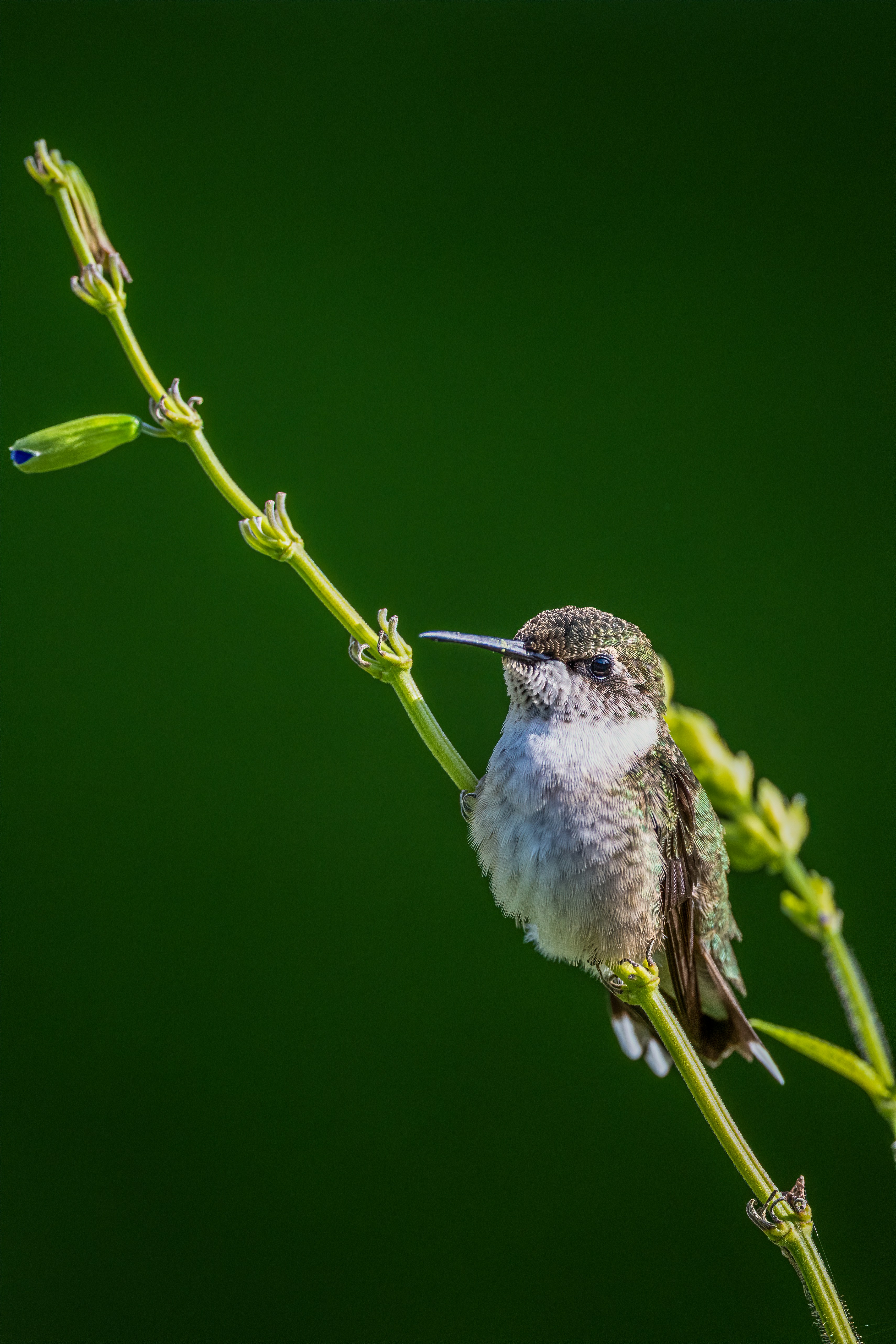 Photo by skylerewing