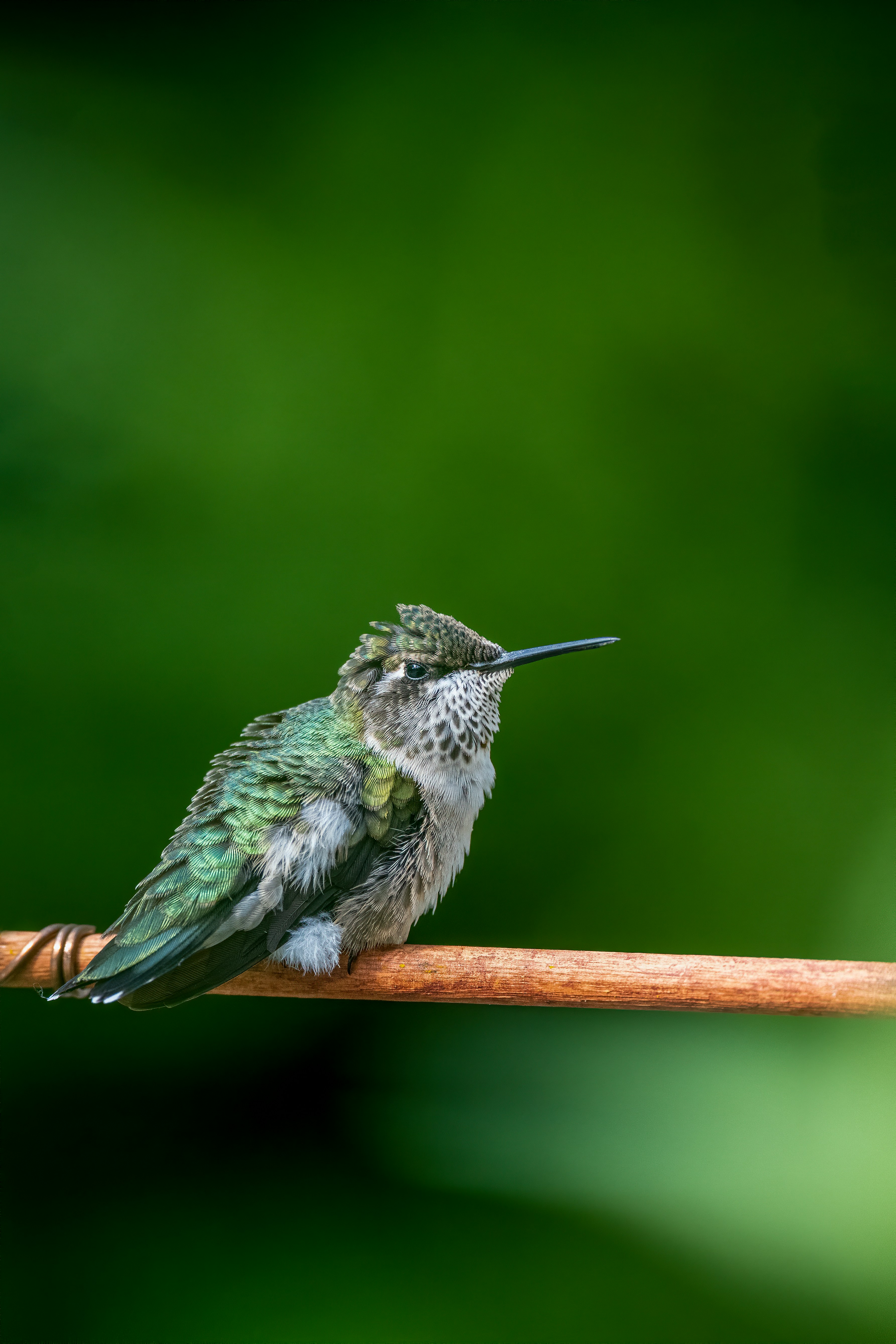 Photo by skylerewing