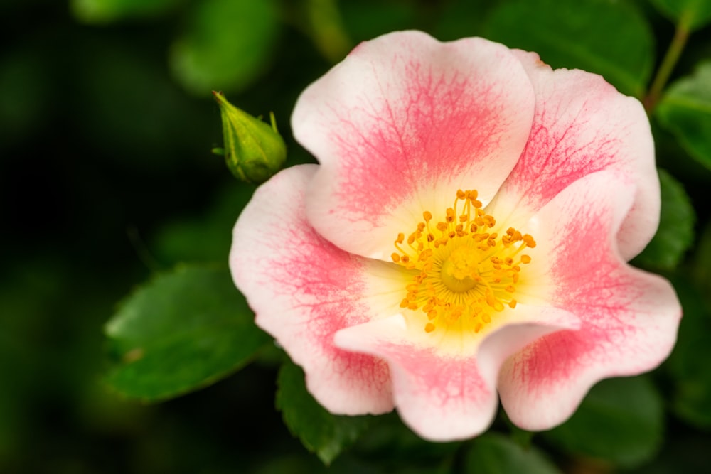 a pink and white flower with green leaves