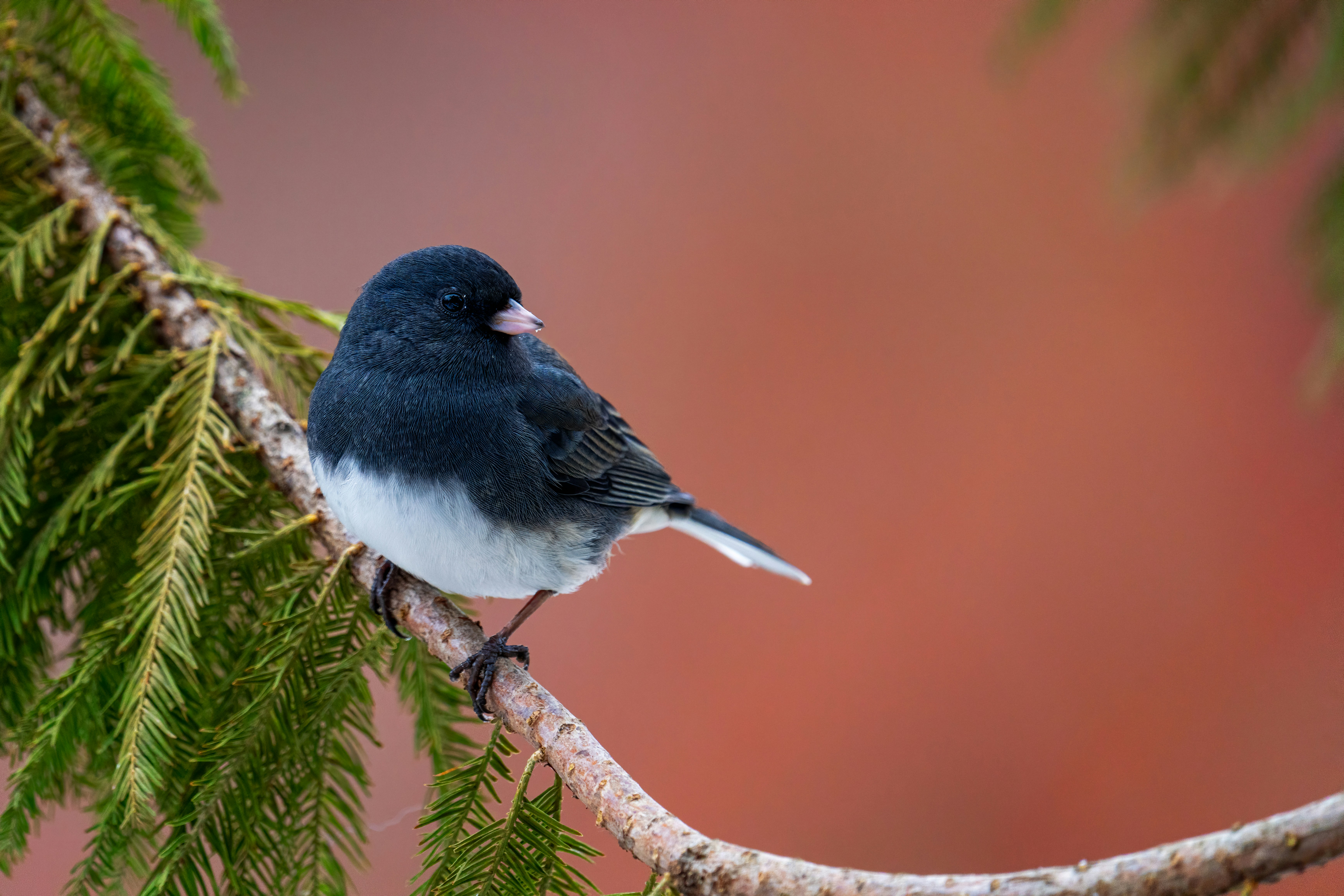 Photo by skylerewing