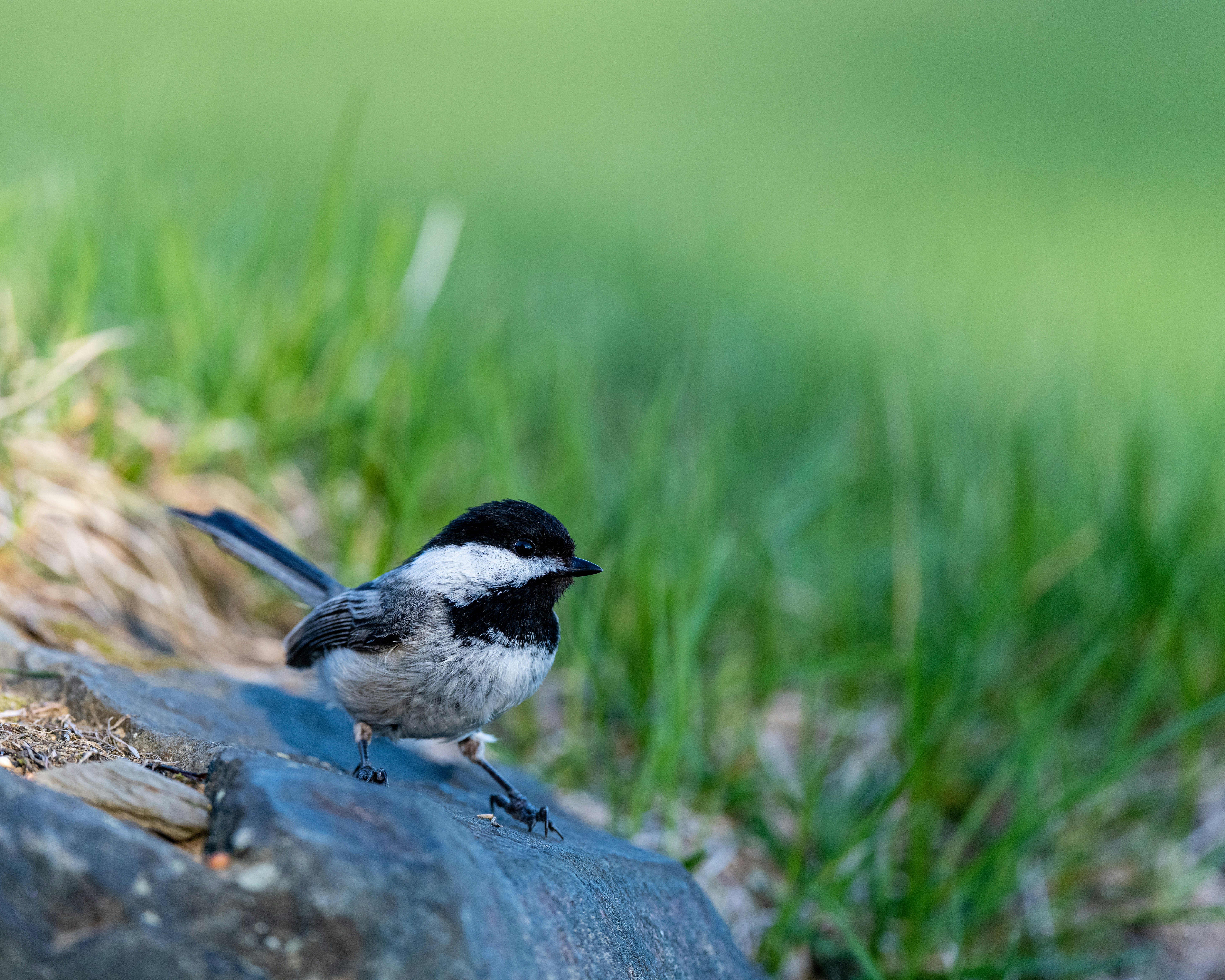 Photo by skylerewing