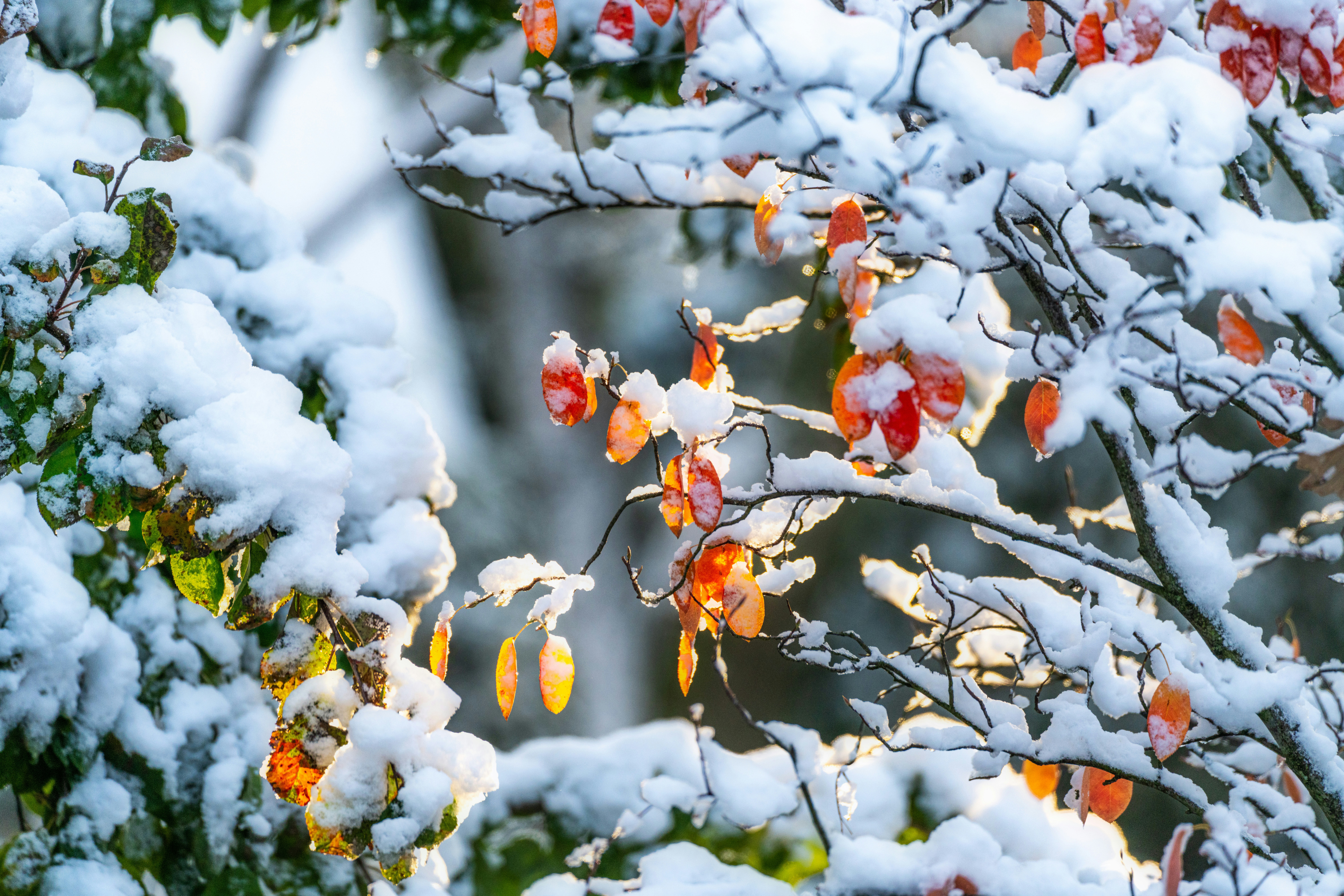 Photo by skylerewing