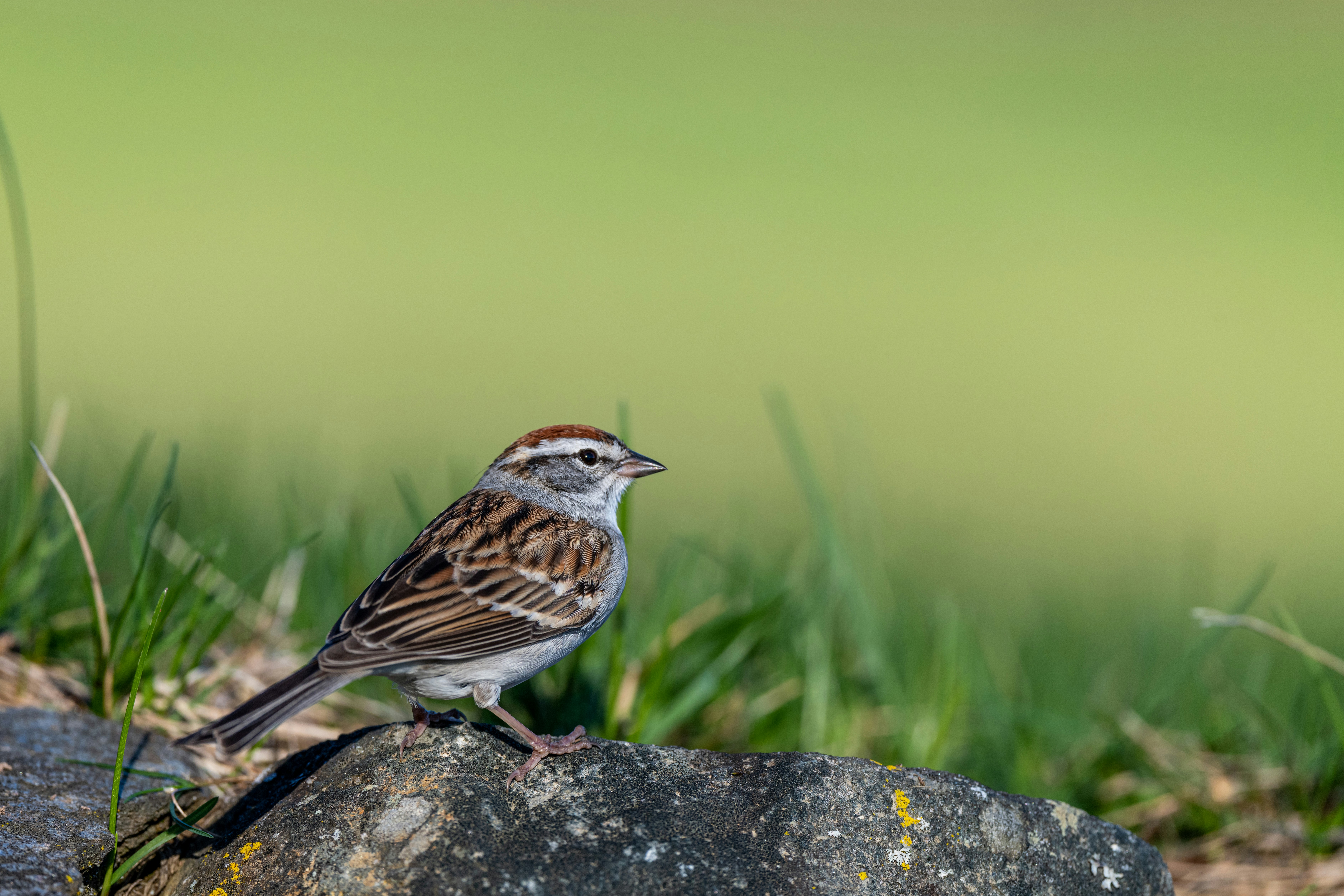 Photo by skylerewing