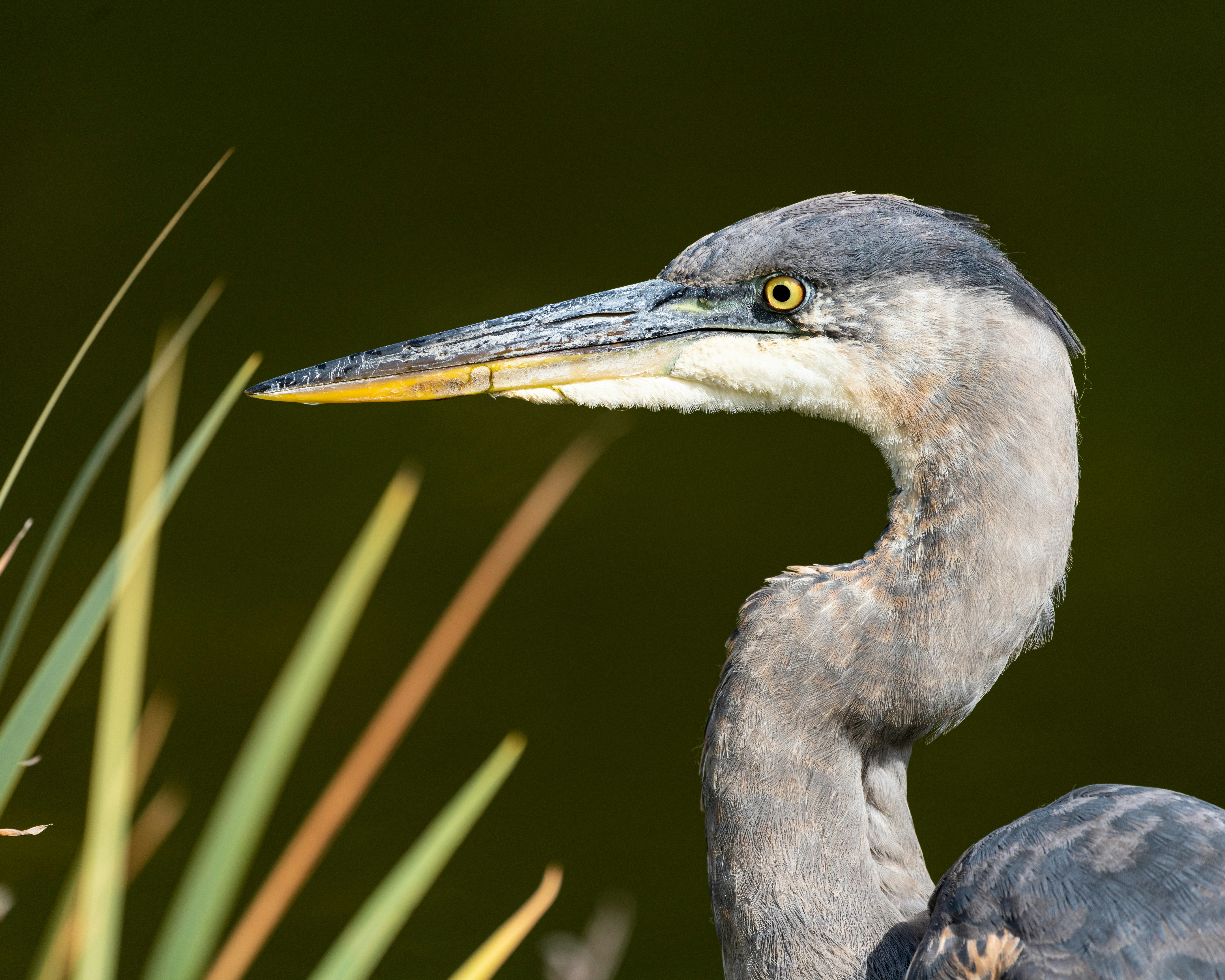 Photo by skylerewing