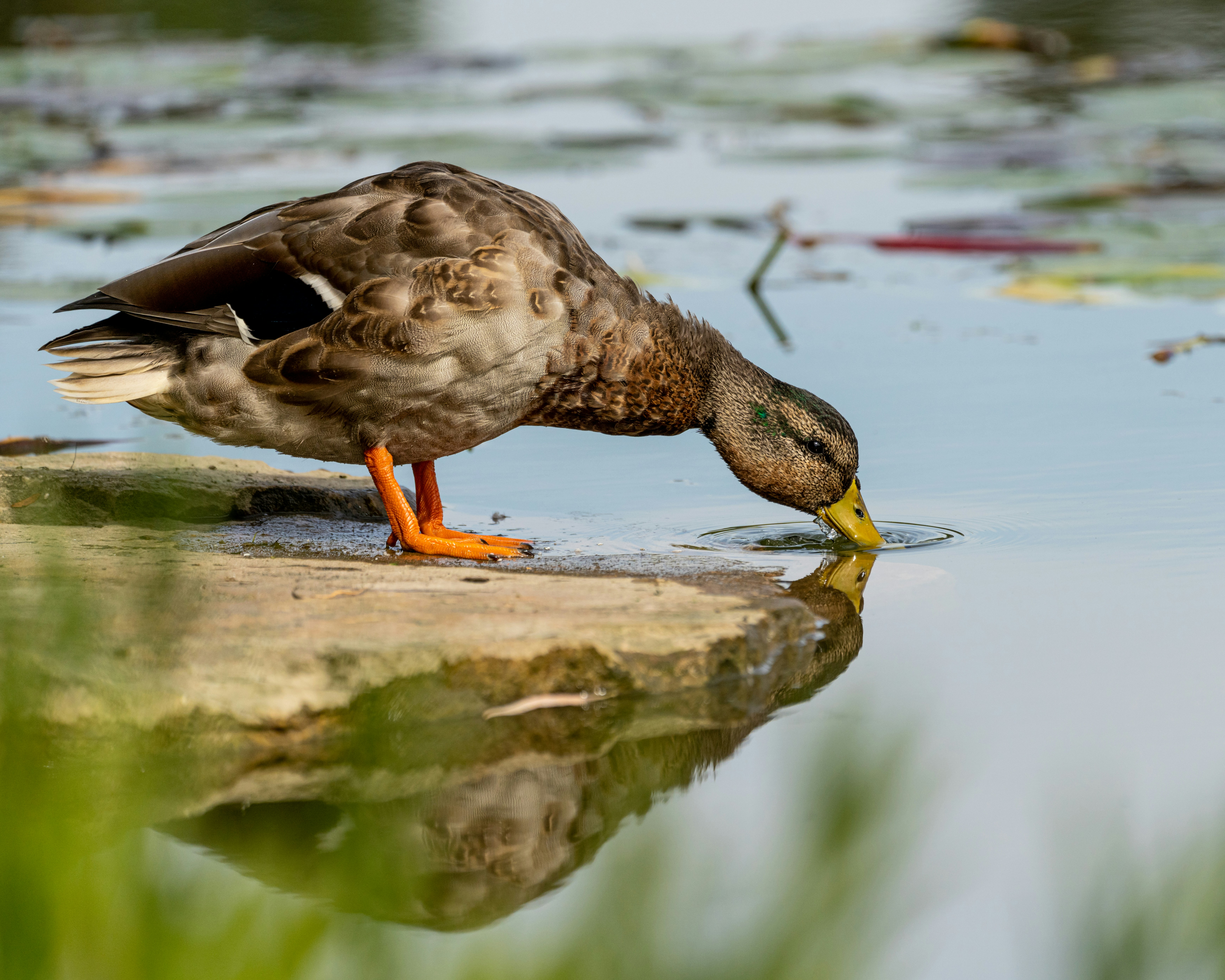 Photo by skylerewing