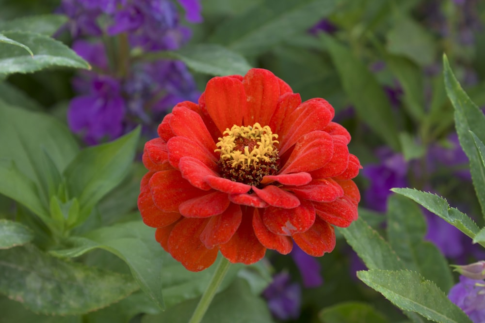 a red flower with yellow center surrounded by purple flowers