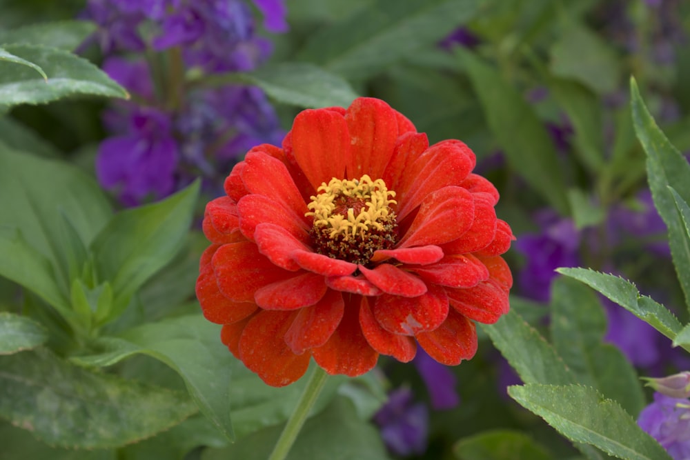 une fleur rouge avec un centre jaune entourée de fleurs violettes