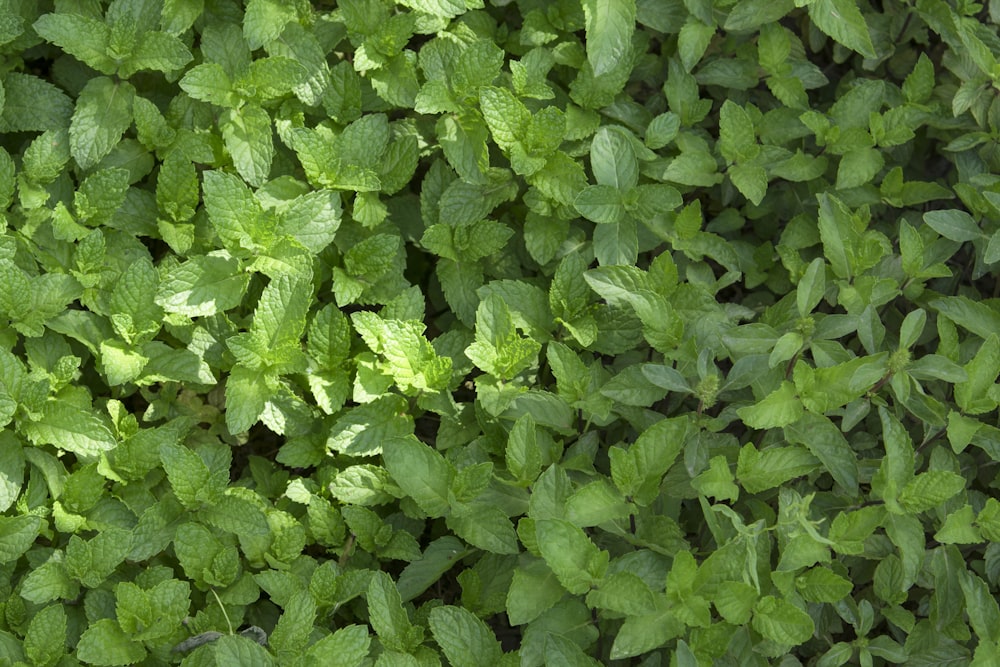 Un primer plano de una planta con hojas verdes