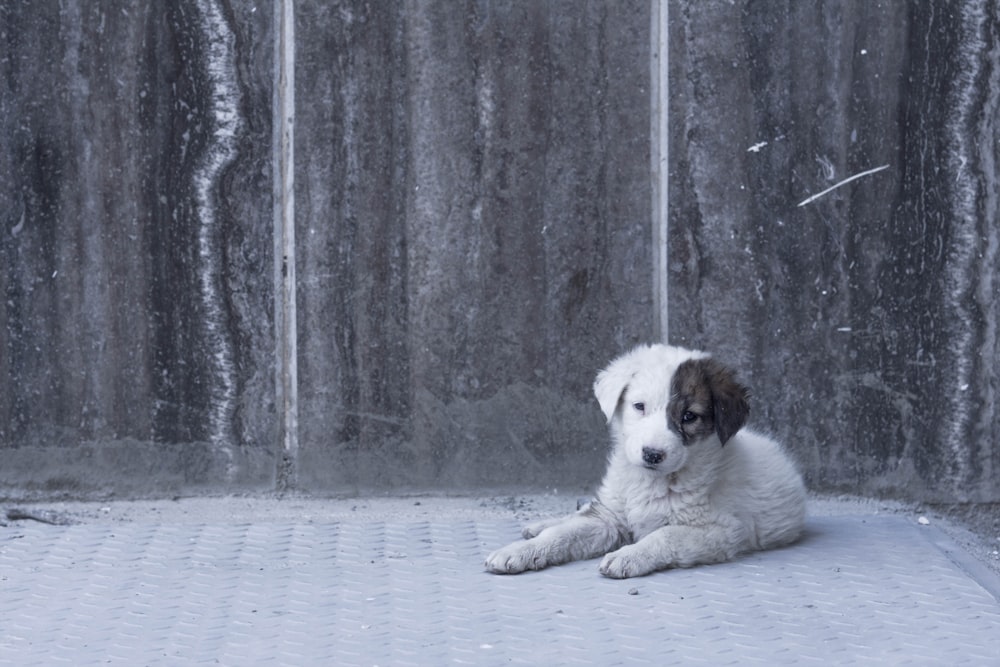 a white and brown dog laying on top of a floor