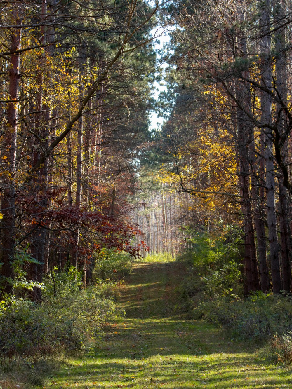 a dirt road in the middle of a forest