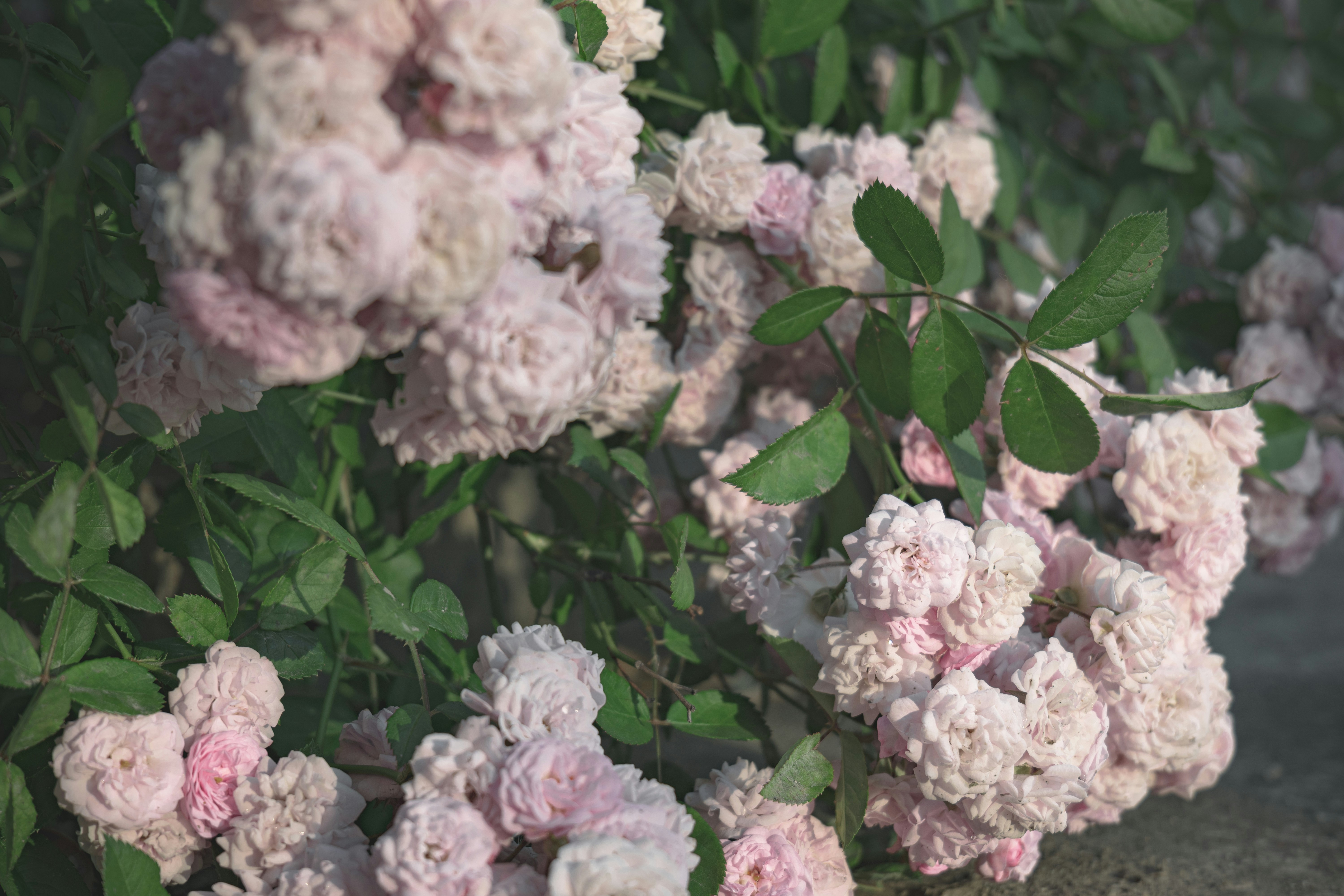 Photo by minecraftinventor