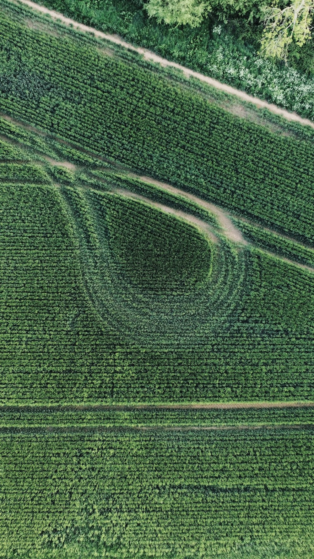 an aerial view of a field with a spiral shaped tree