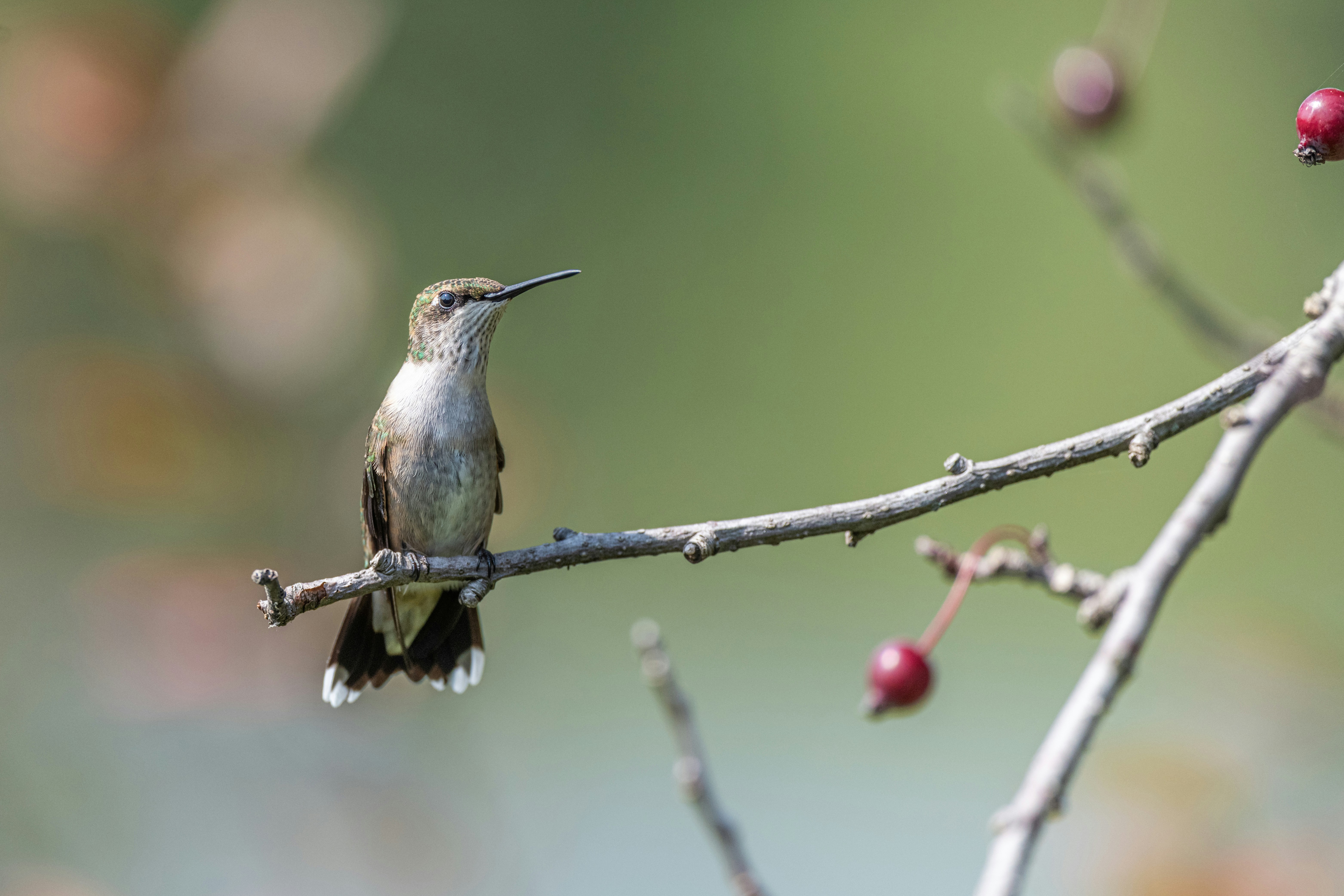 Photo by skylerewing