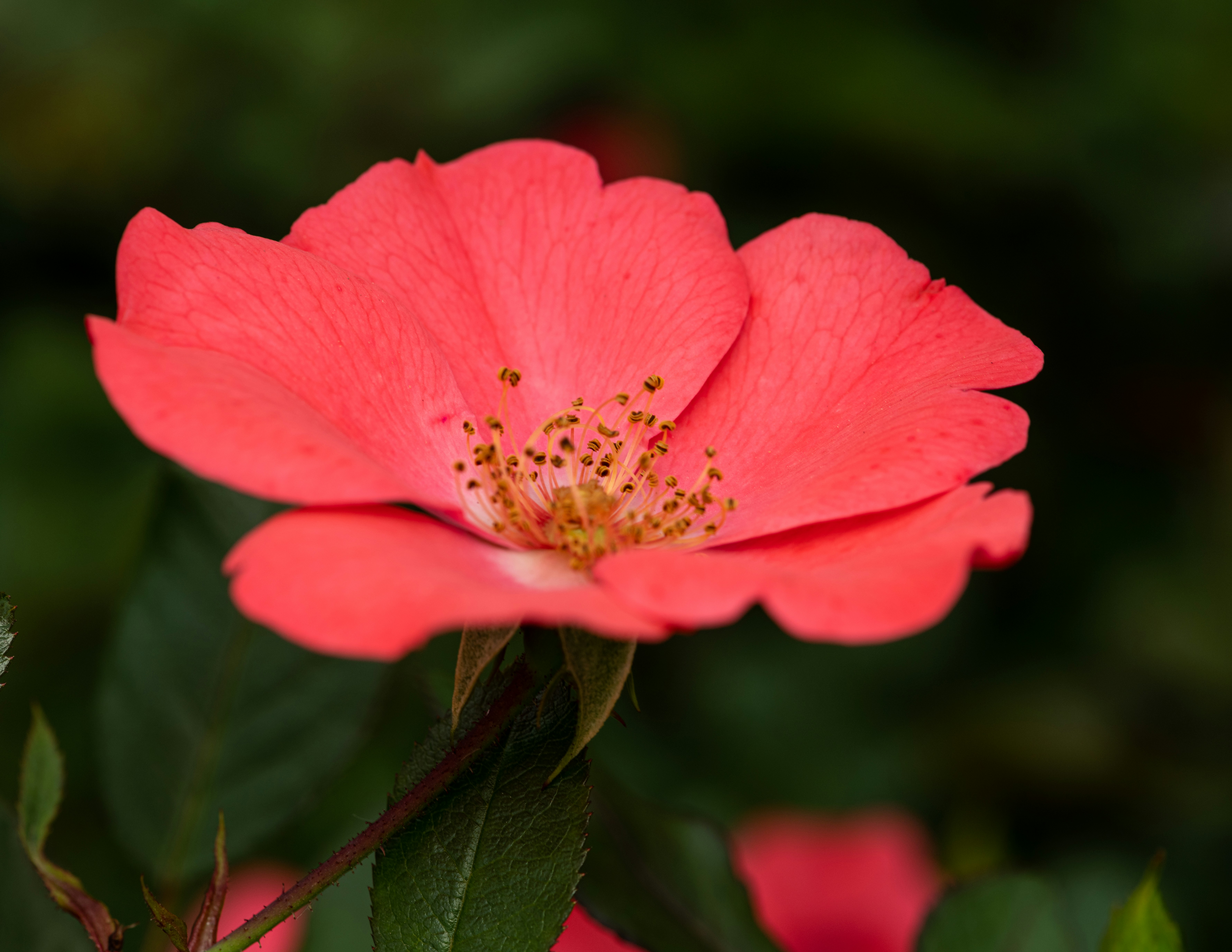 Photo by skylerewing