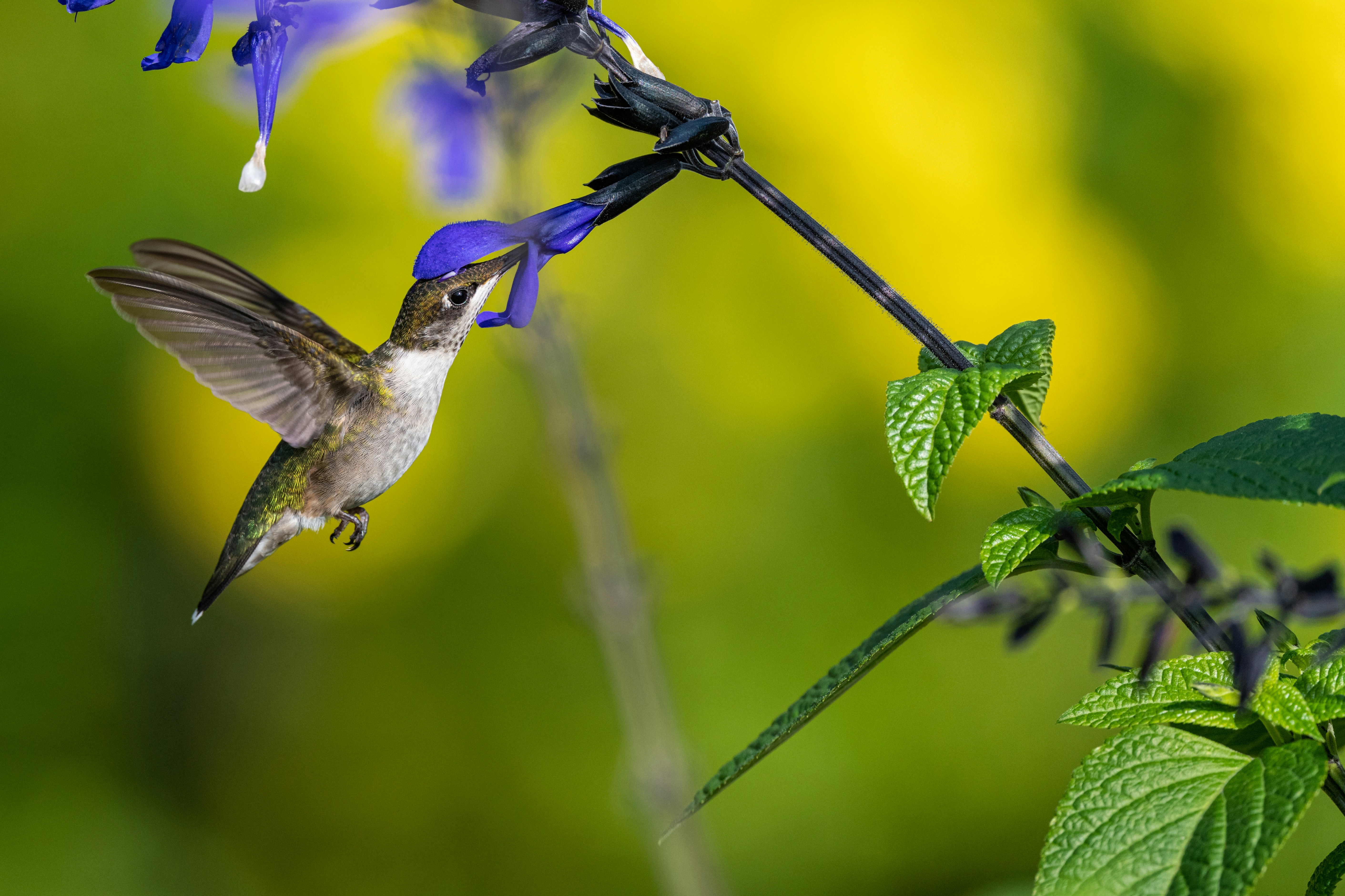 Photo by skylerewing