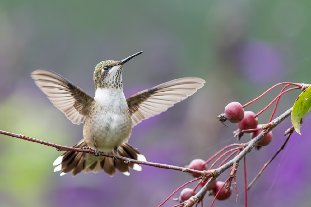 a hummingbird perches on a branch with berries