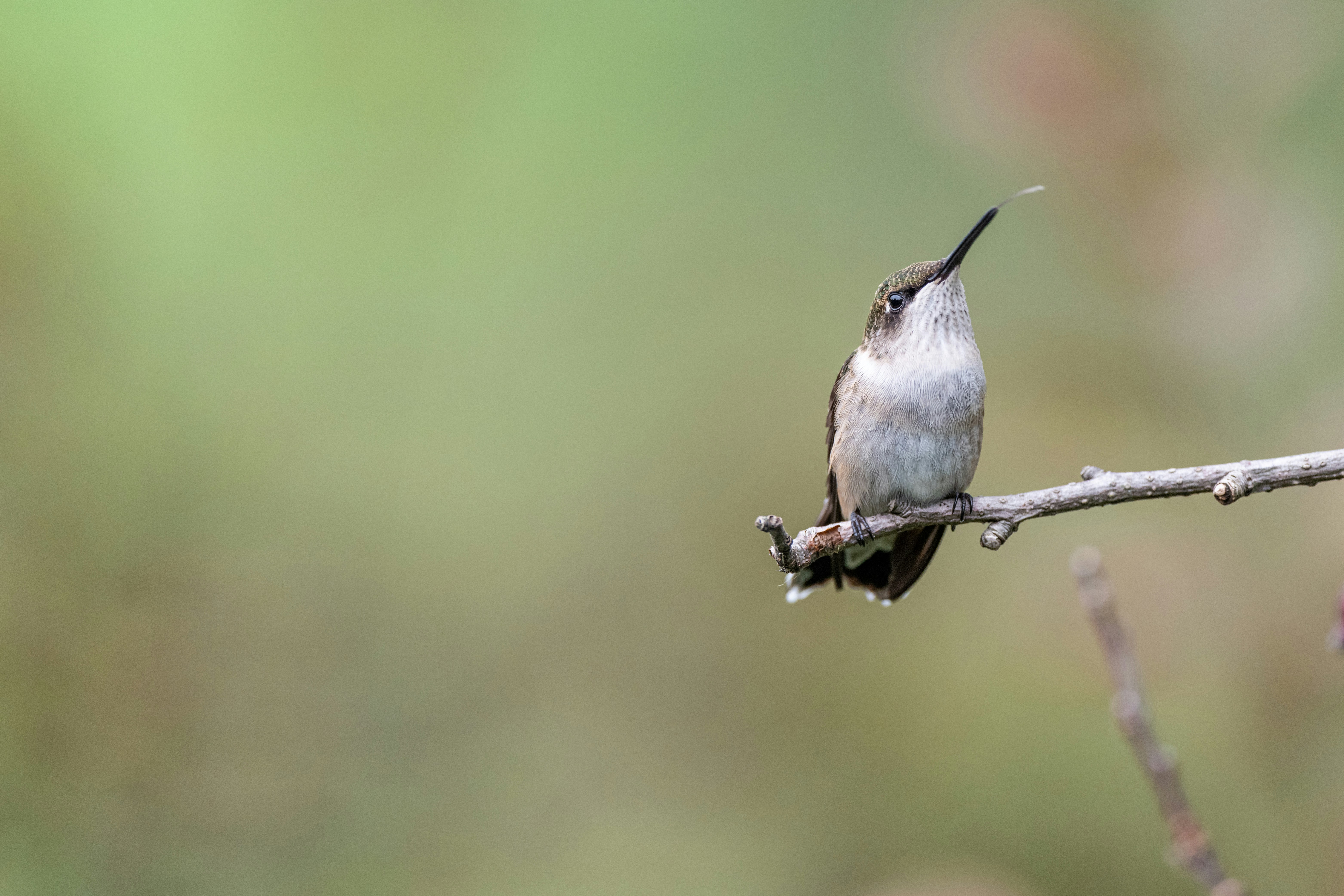 Photo by skylerewing