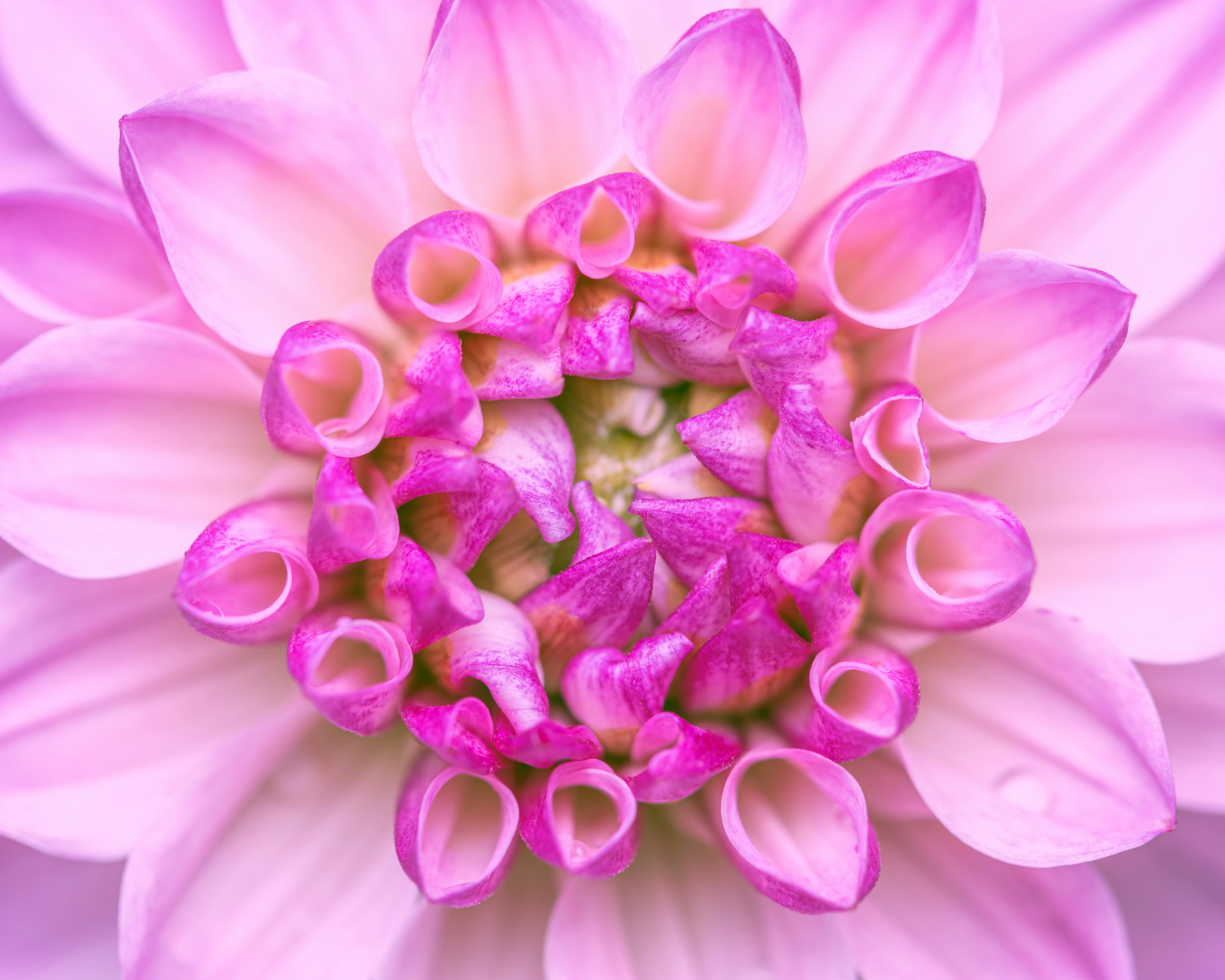 Photo by skylerewing