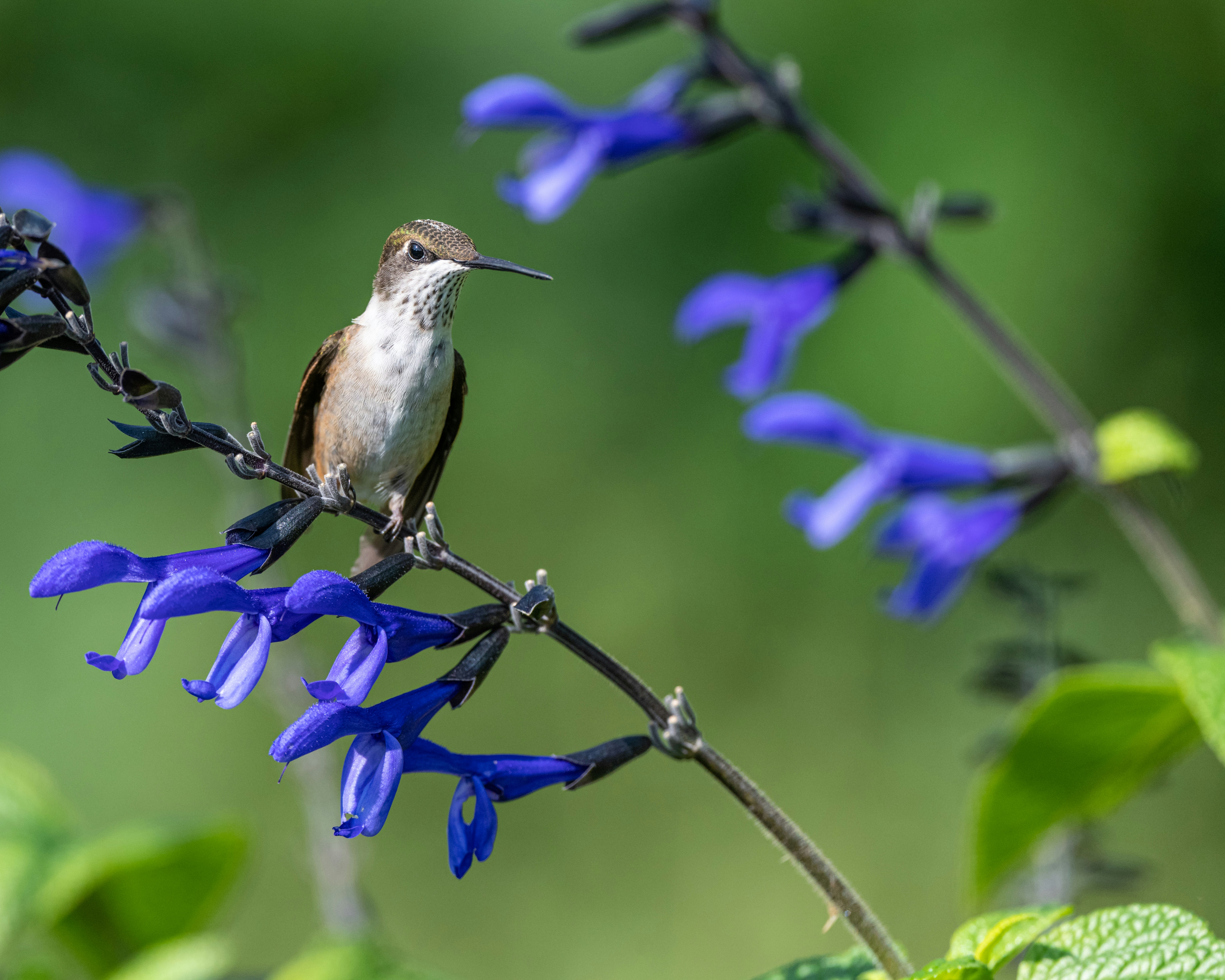 Foto Un colibrí se posa sobre una flor azul – Imagen Verde gratis en ...