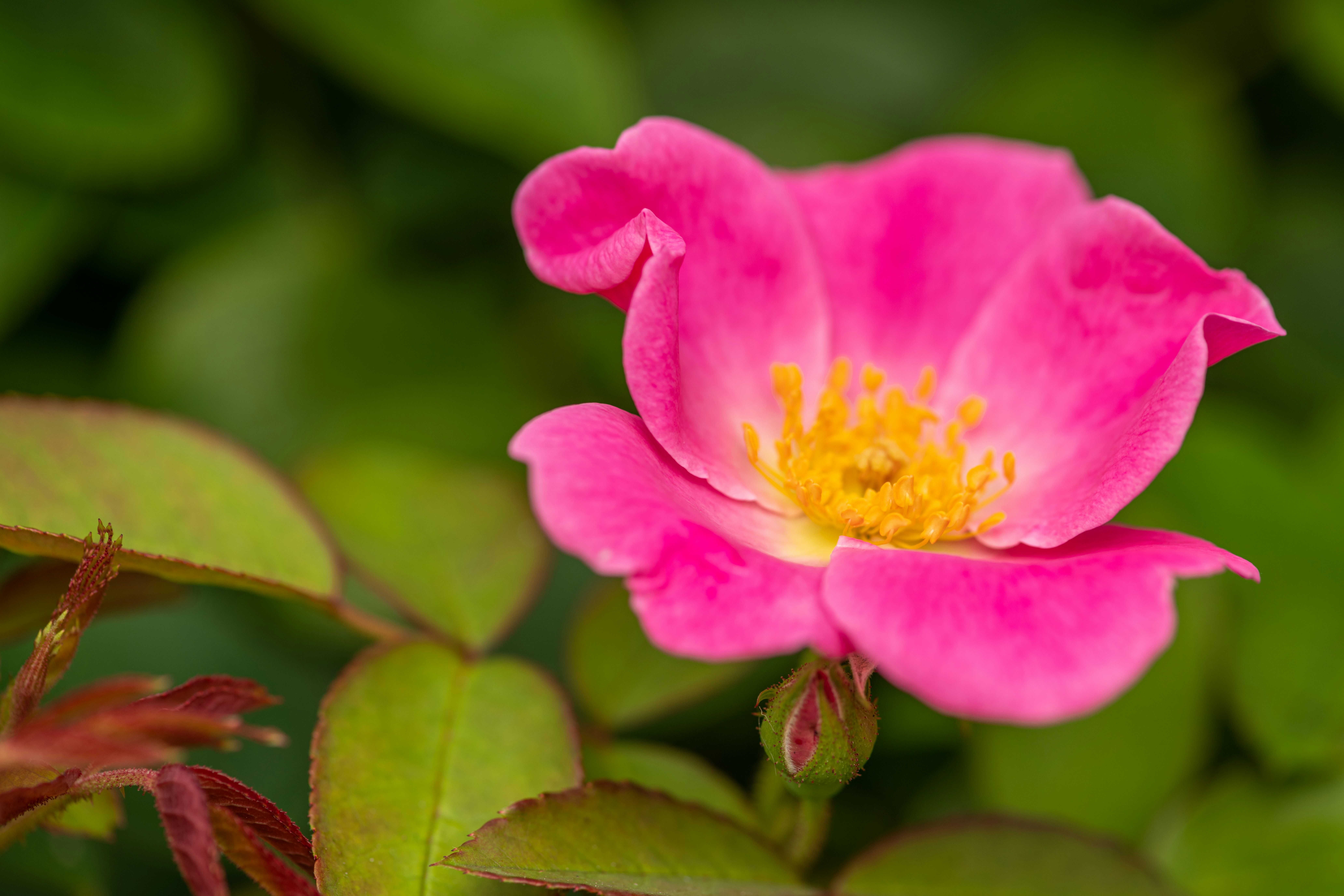 Photo by skylerewing