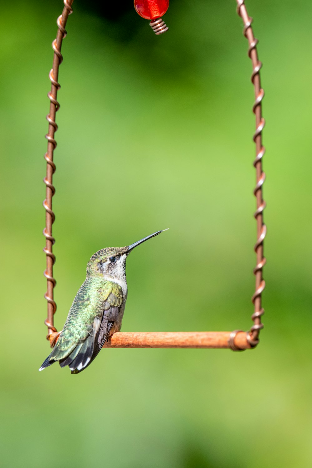 a hummingbird perches on a bird feeder