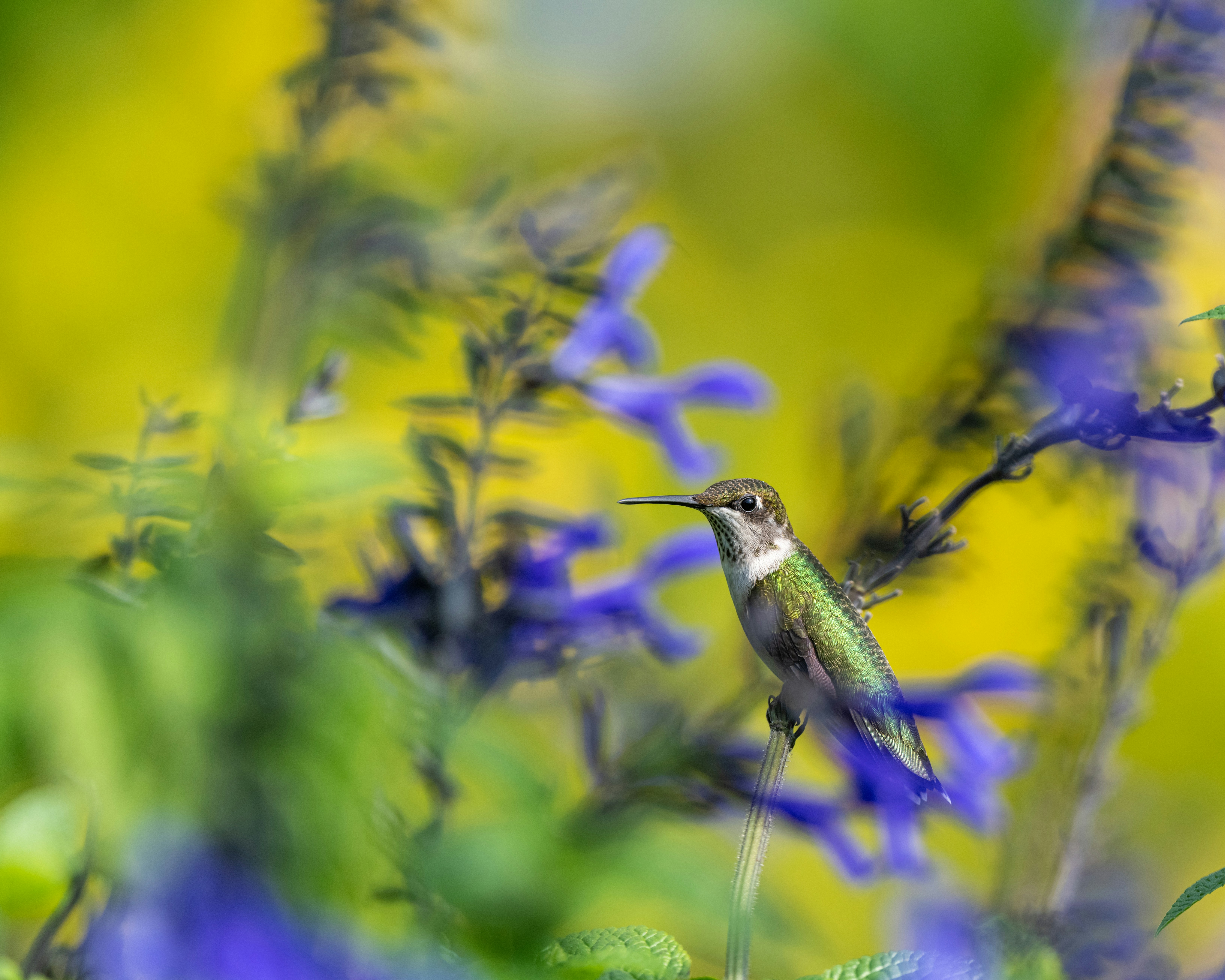 Photo by skylerewing