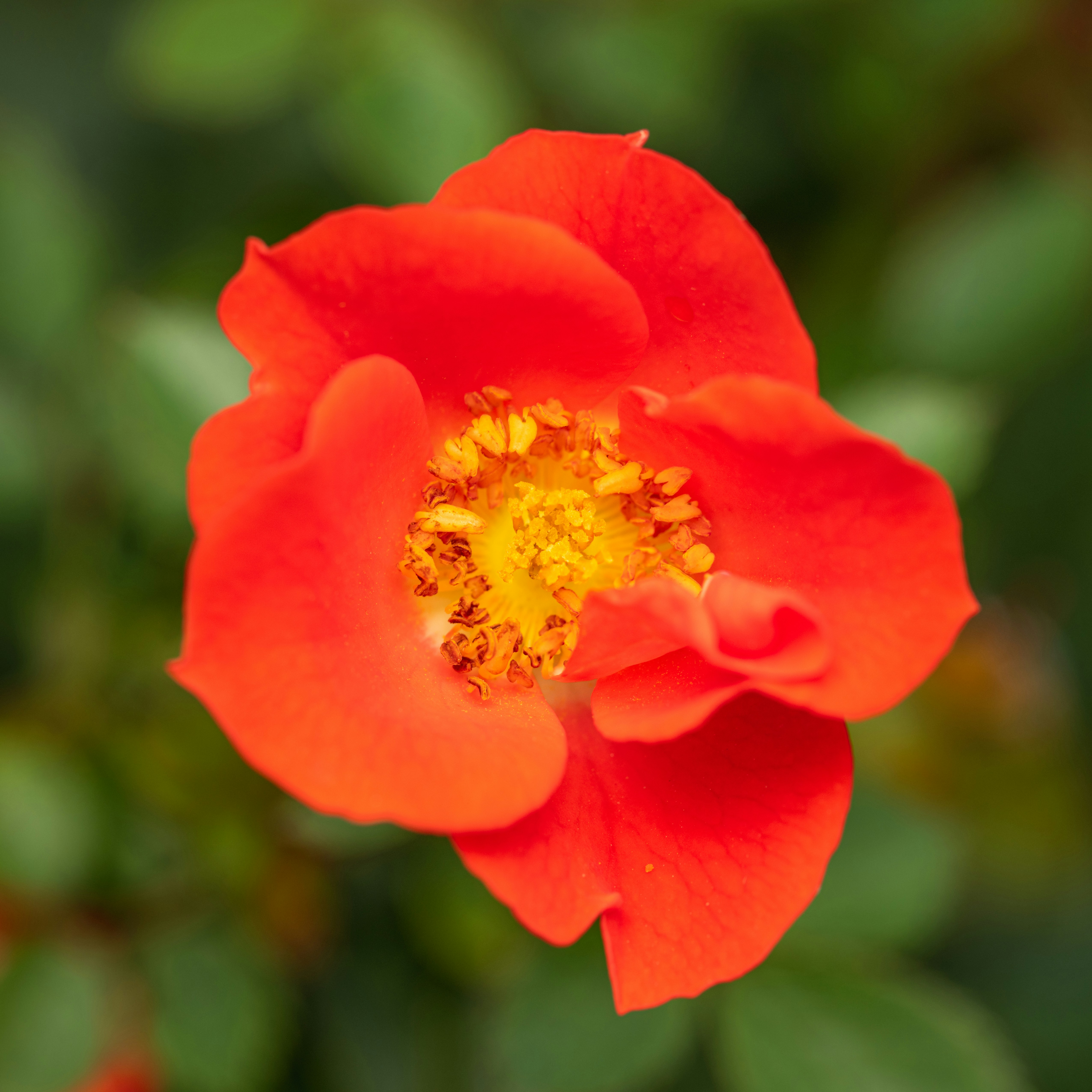 Photo by skylerewing