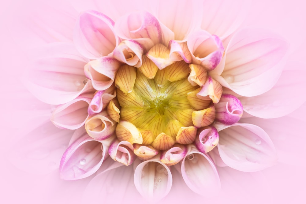 a close up of a pink and yellow flower