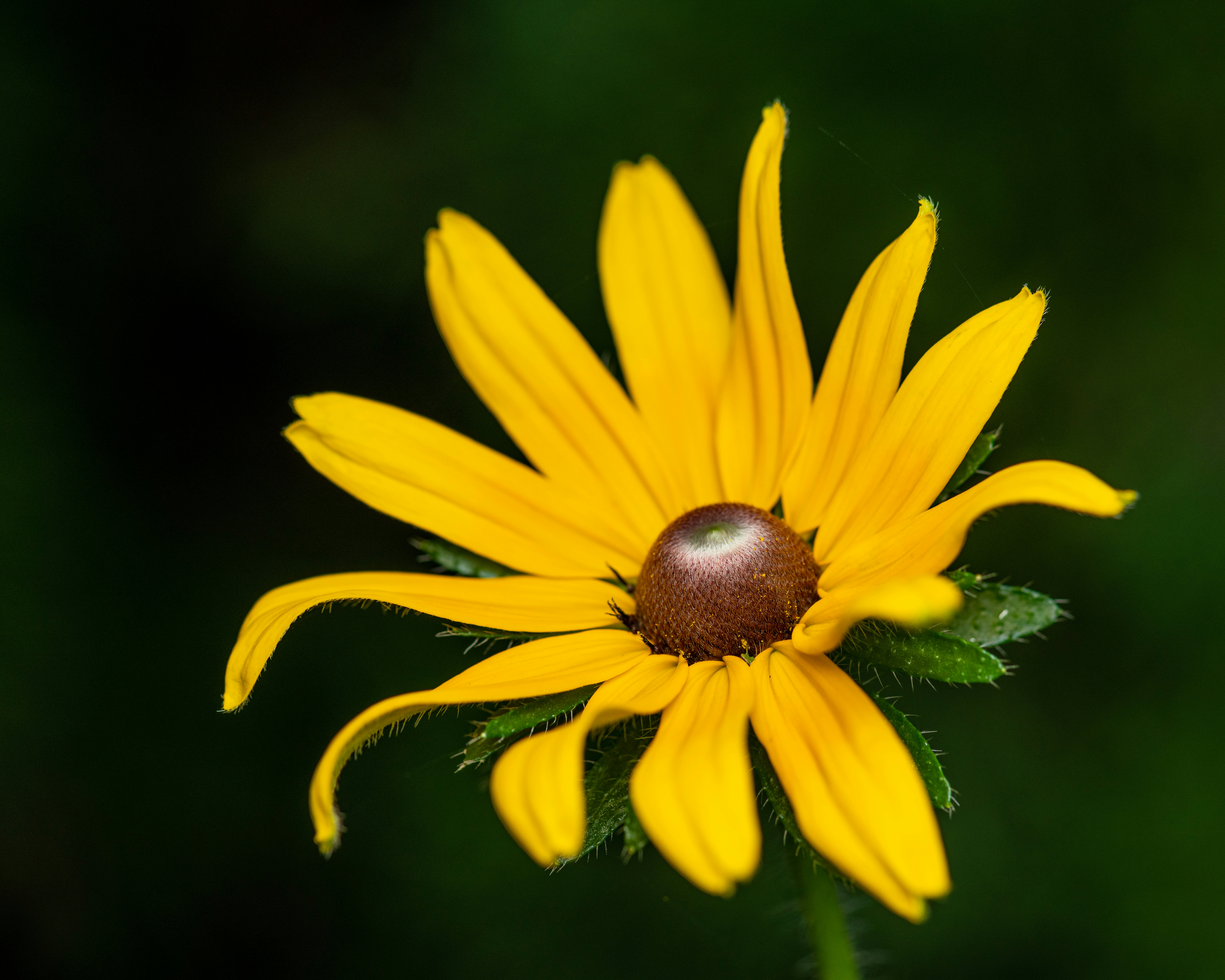 Photo by skylerewing