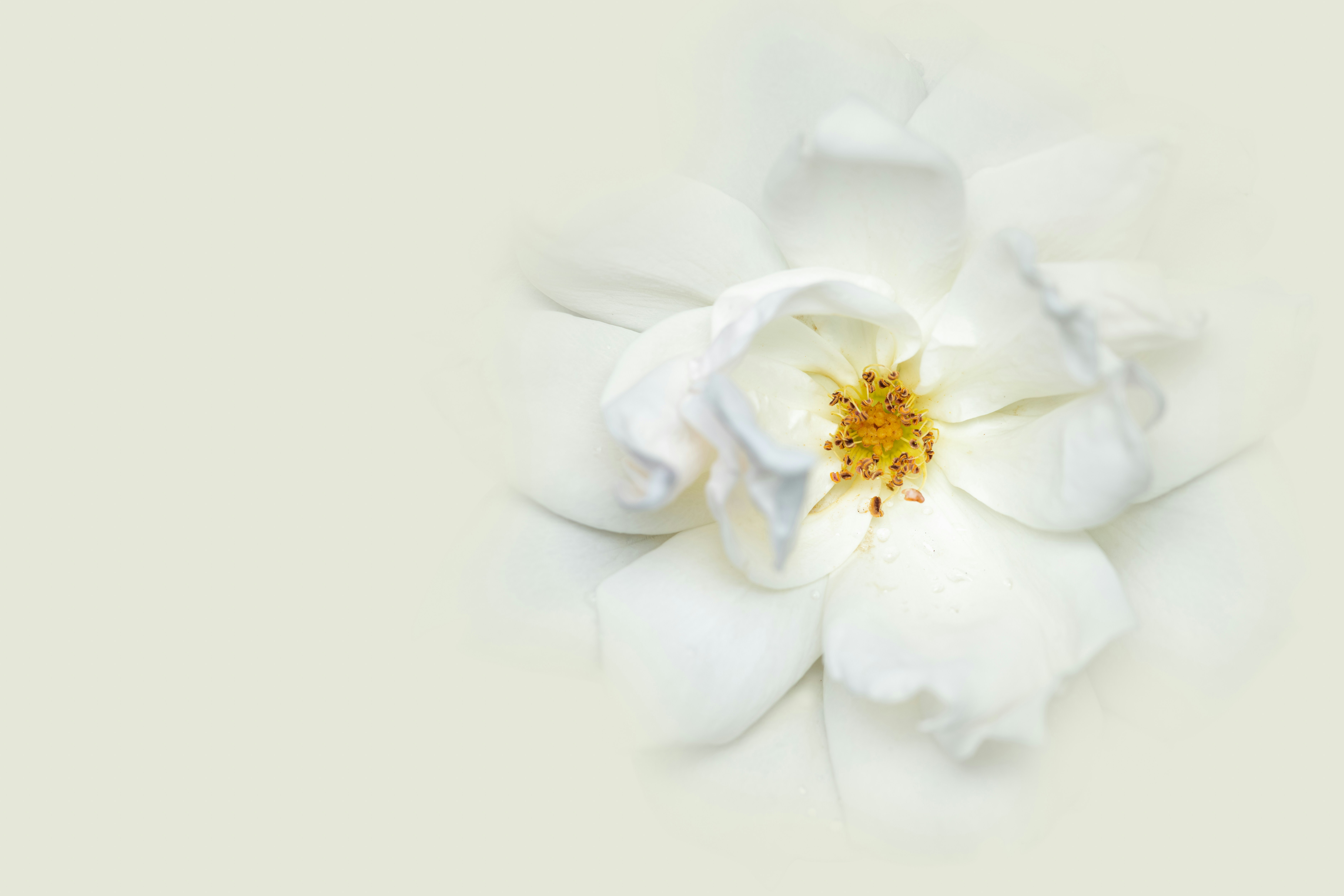 Photo by skylerewing