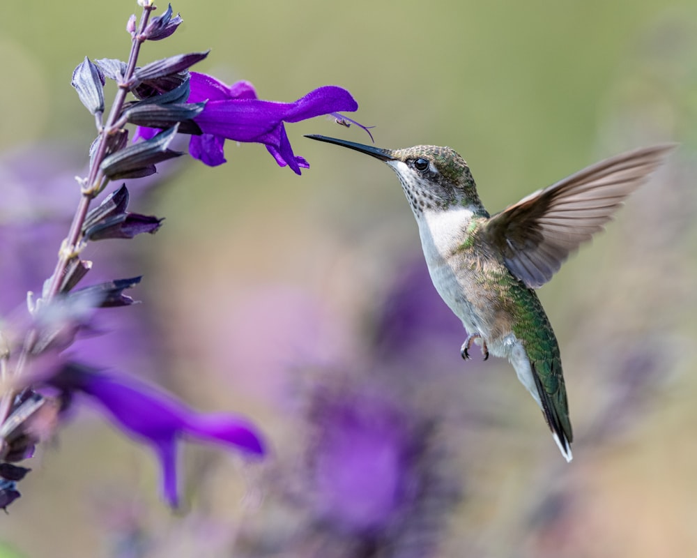 a hummingbird feeding from a purple flower