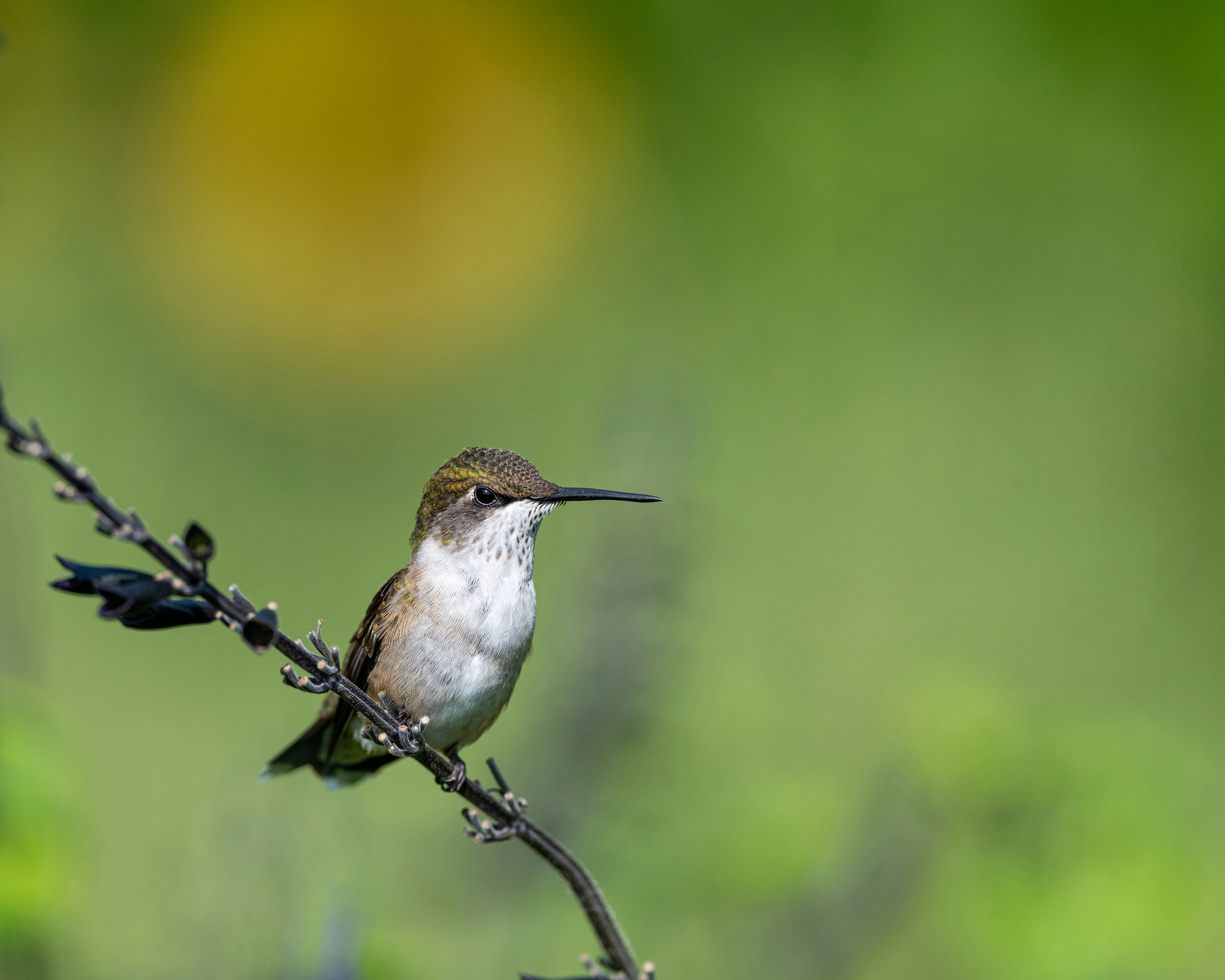 Photo by skylerewing