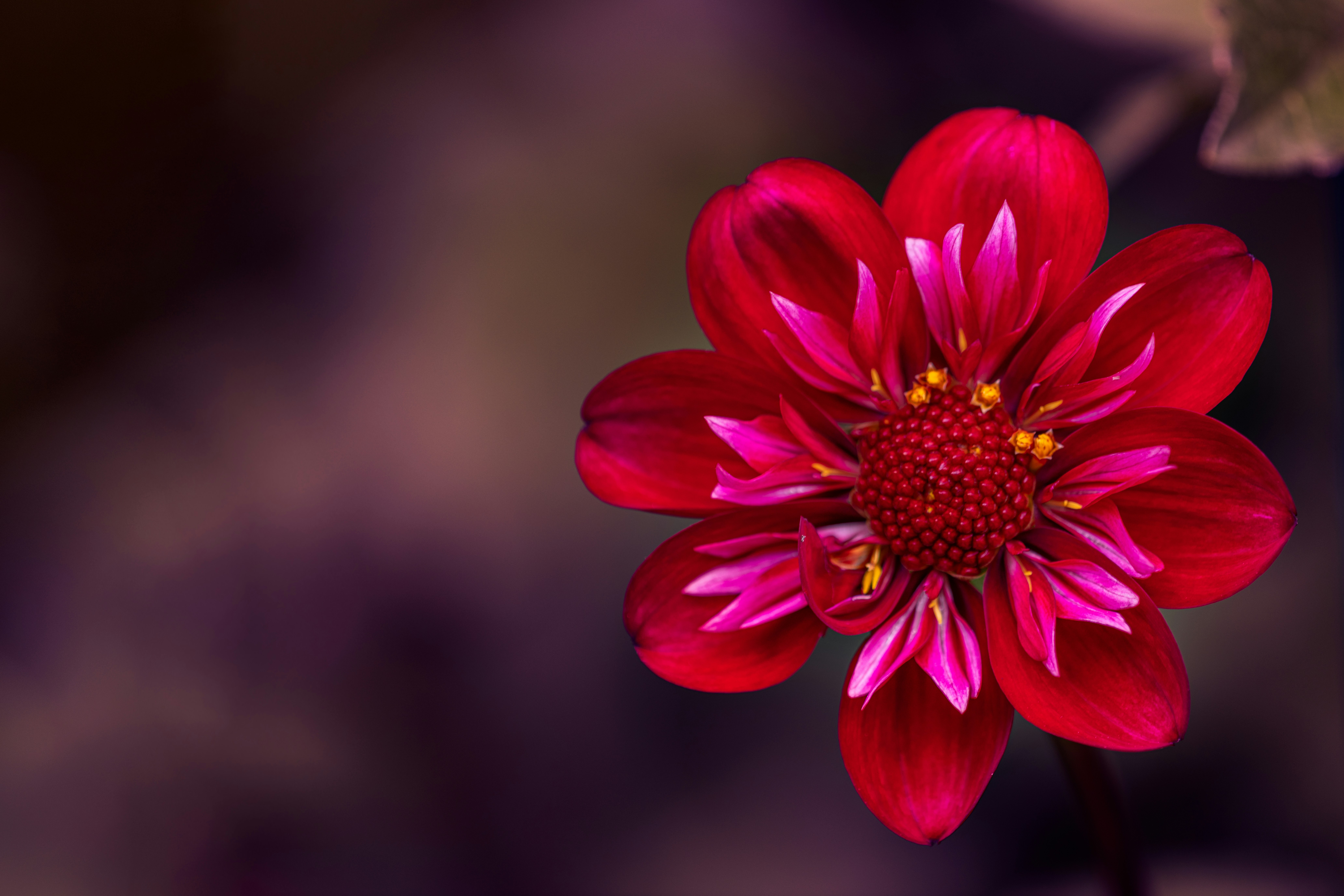 Photo by skylerewing