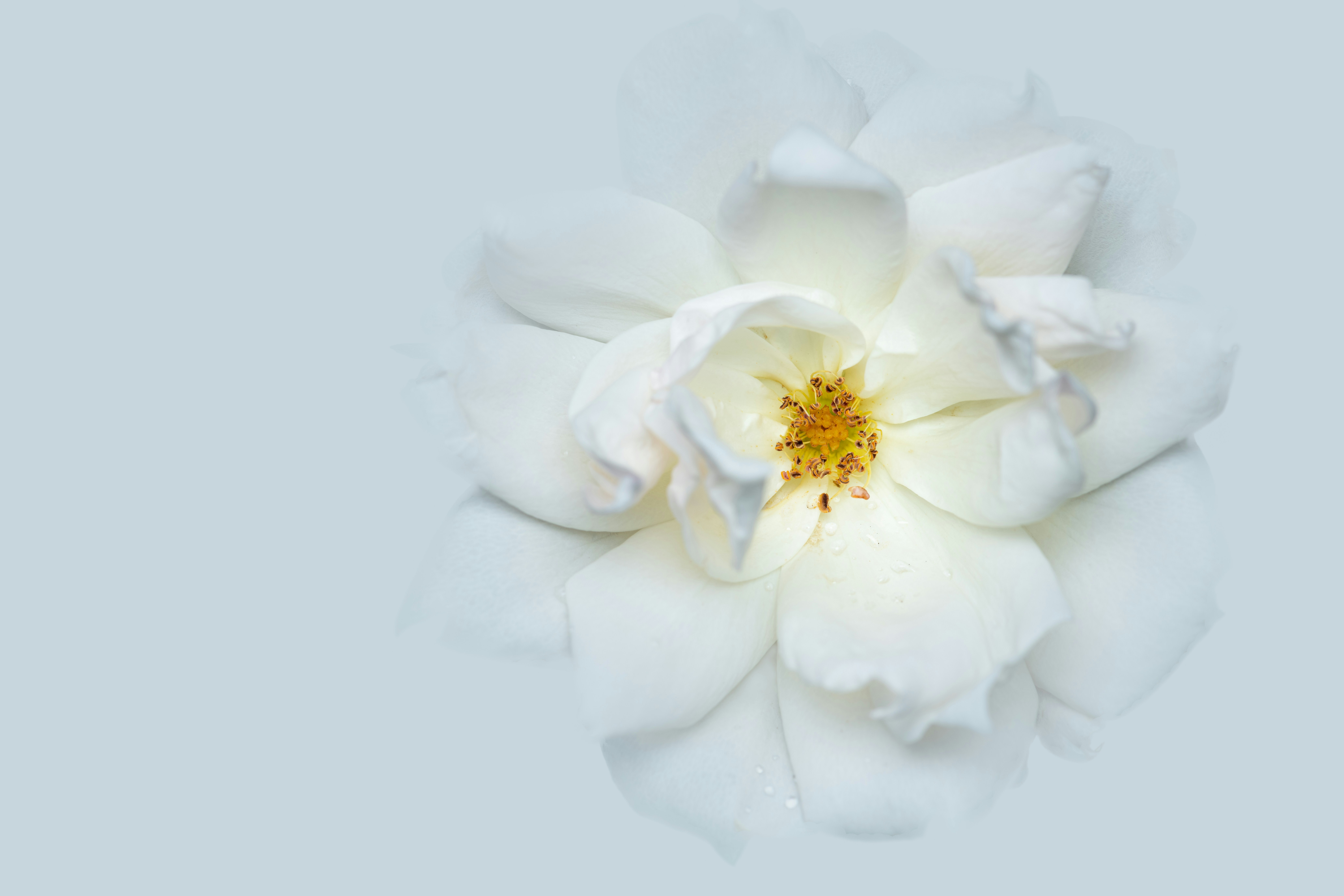 Photo by skylerewing