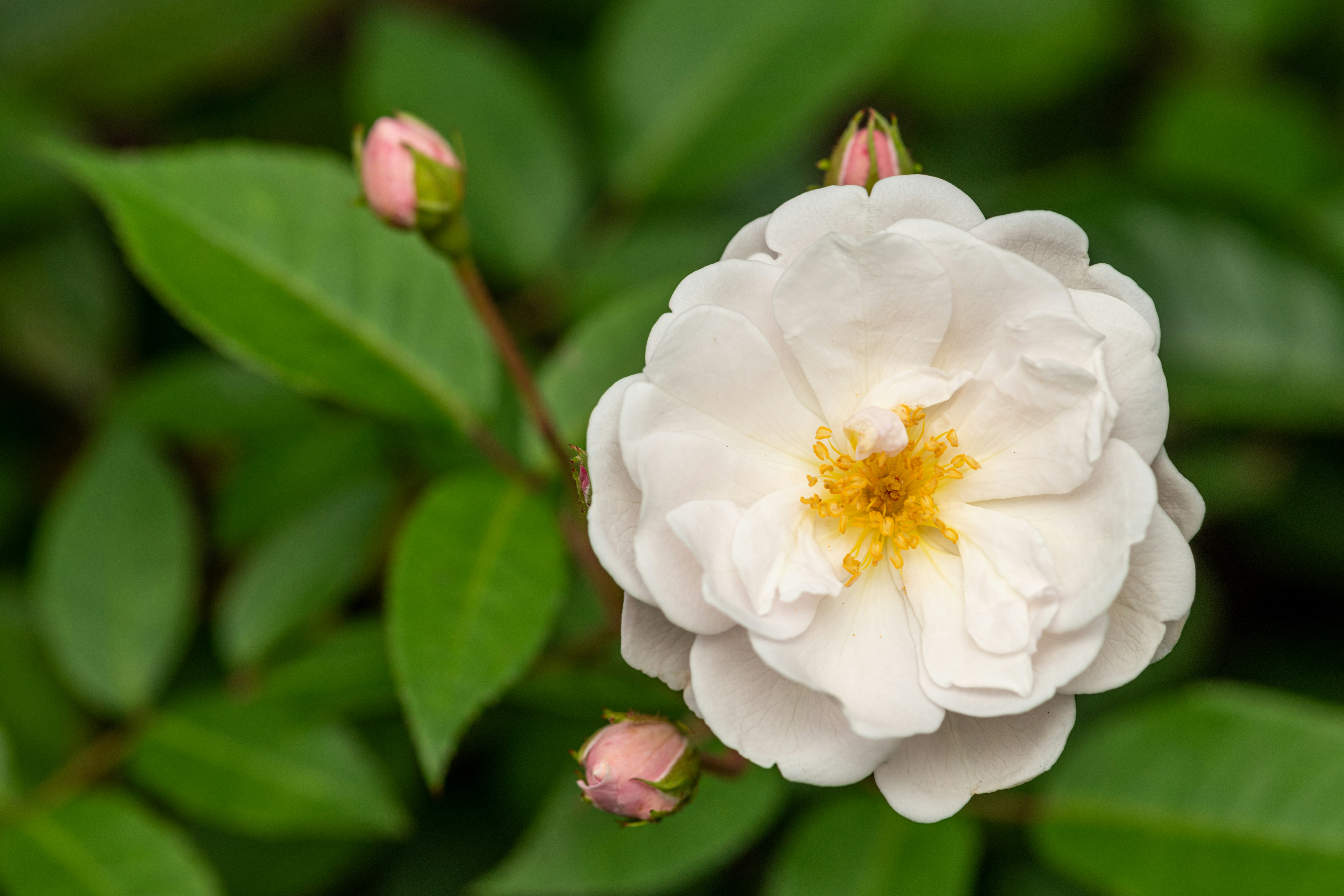 Photo by skylerewing