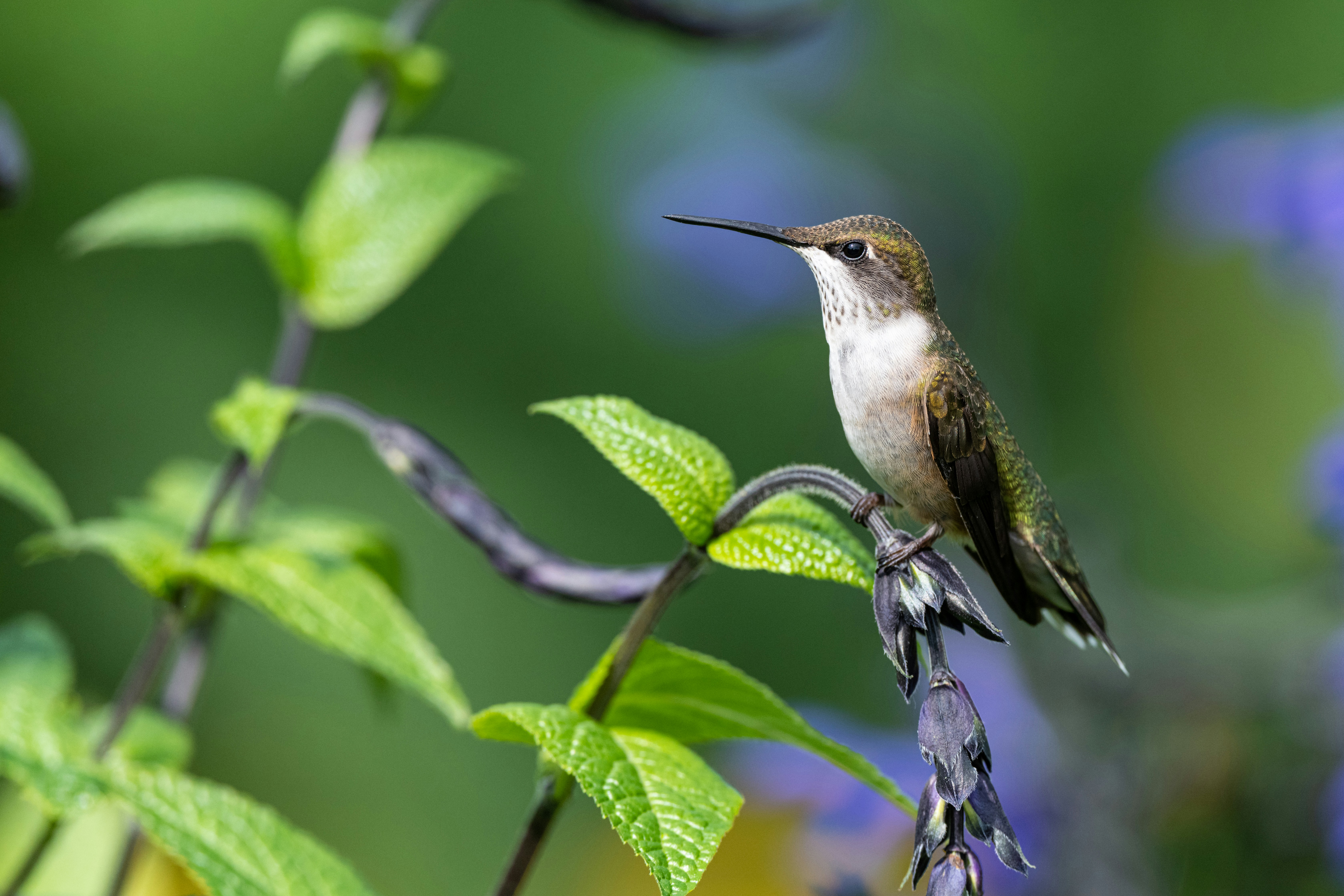 Photo by skylerewing