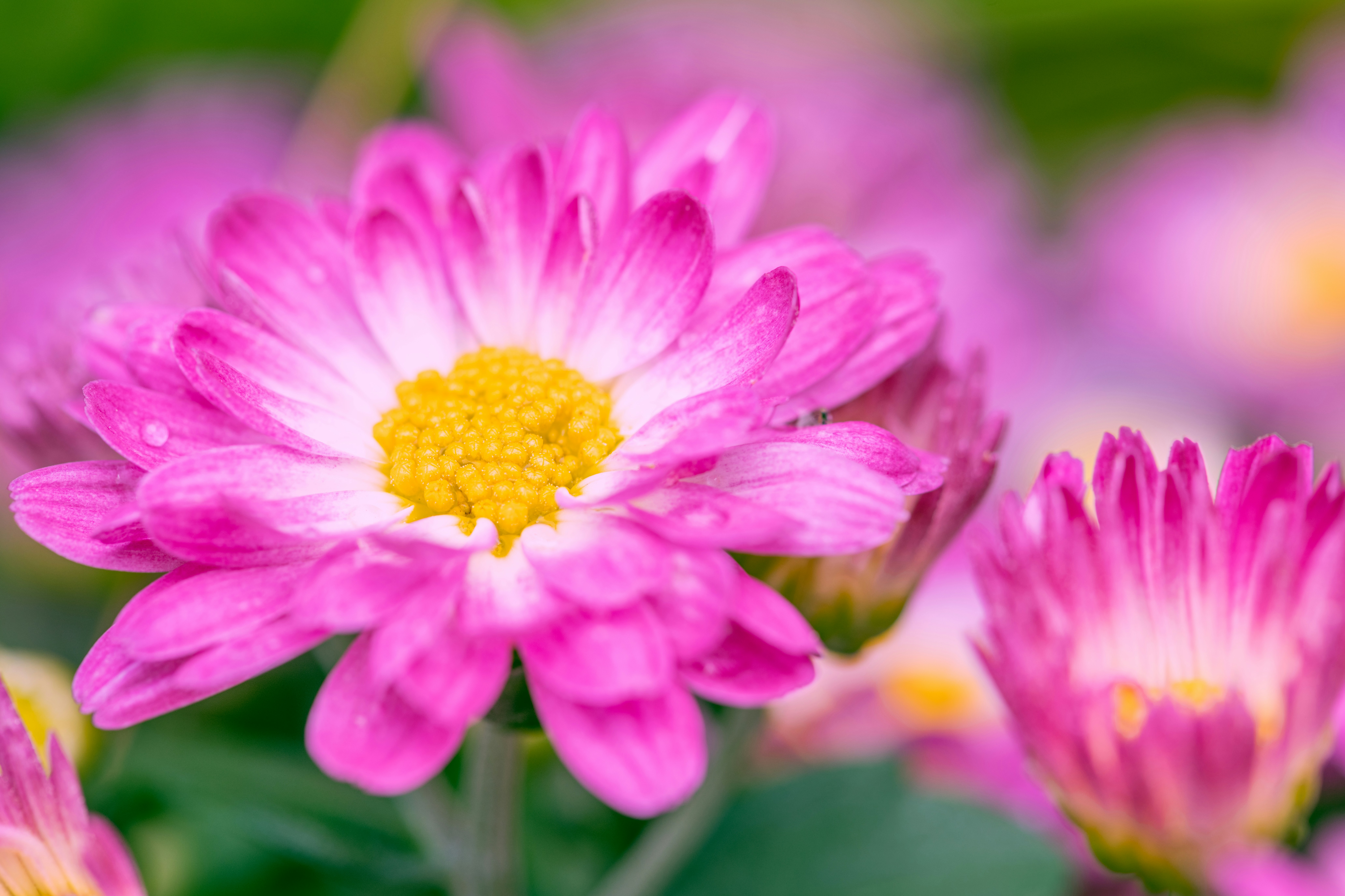 Photo by skylerewing