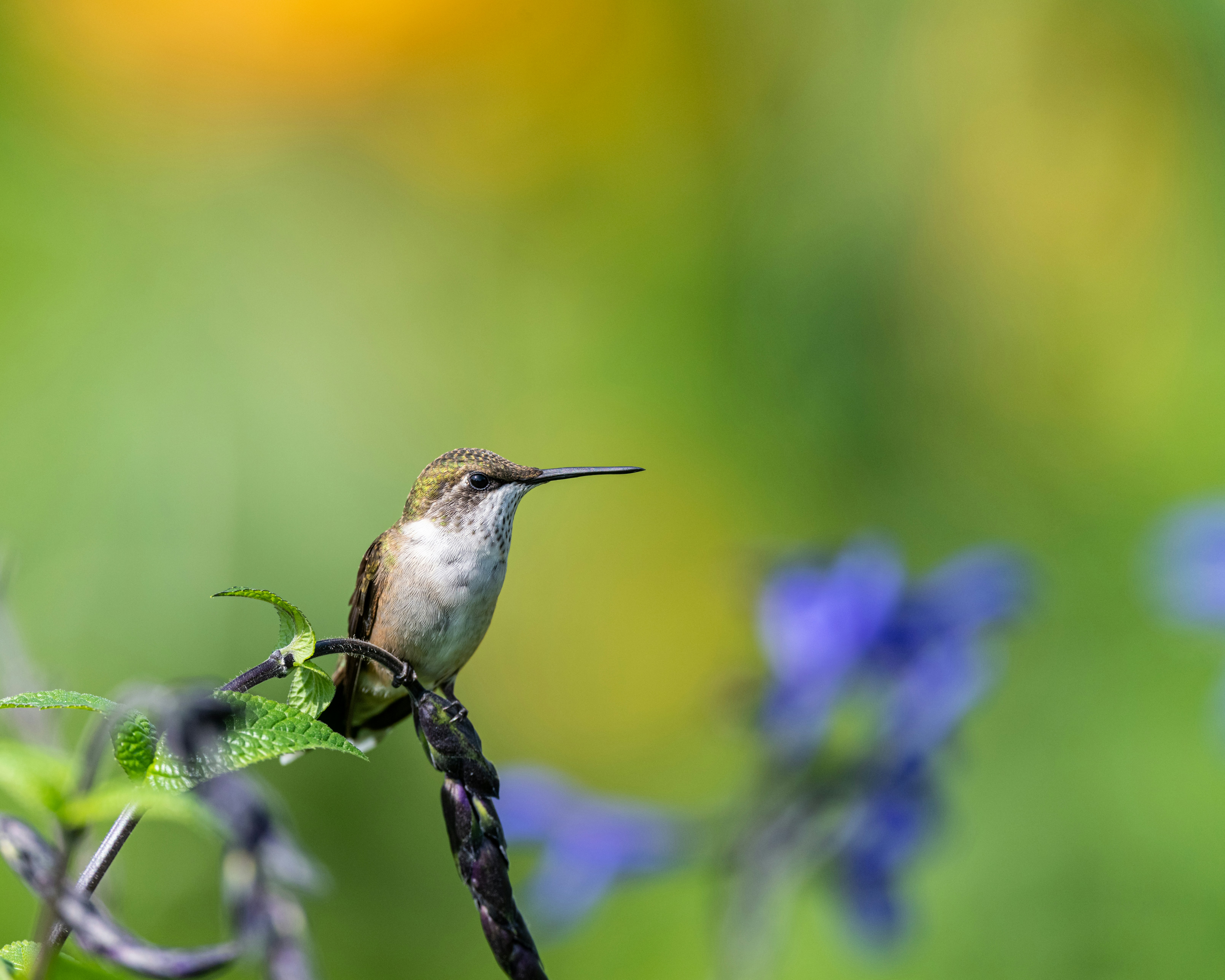 Photo by skylerewing