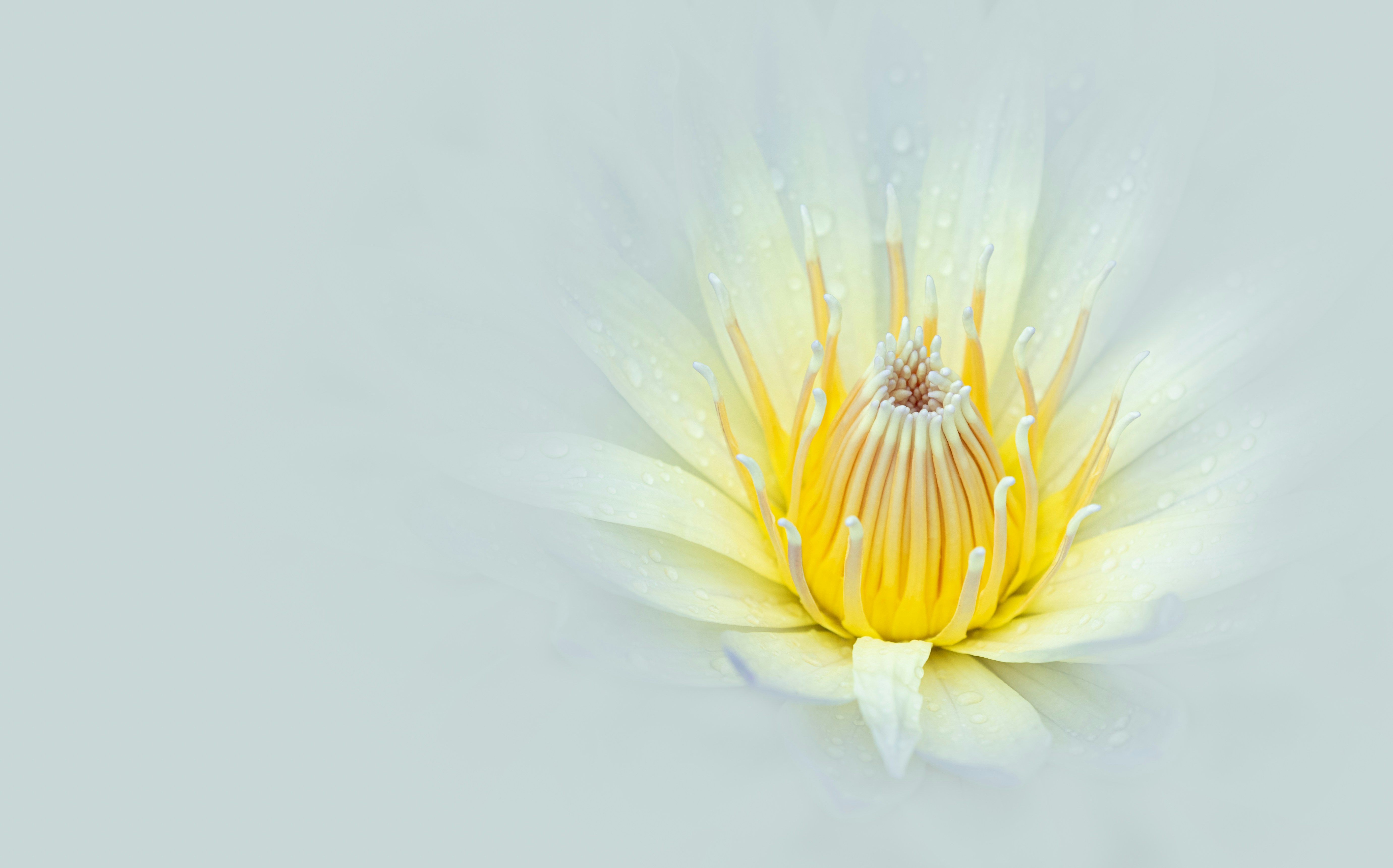 Photo by skylerewing