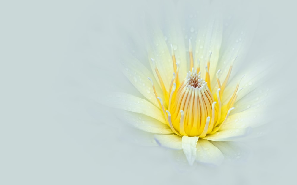 a yellow and white flower with water droplets