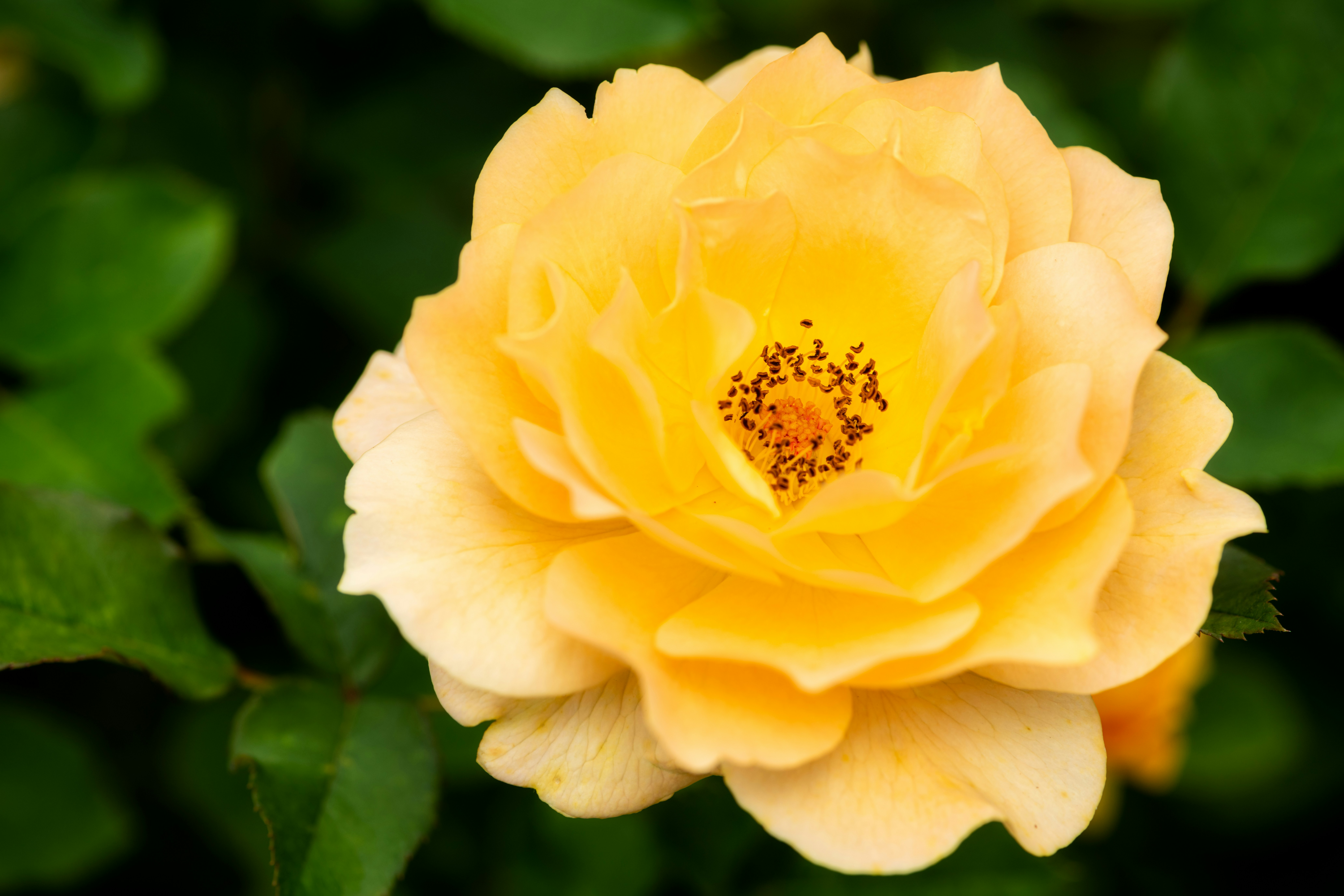 Photo by skylerewing