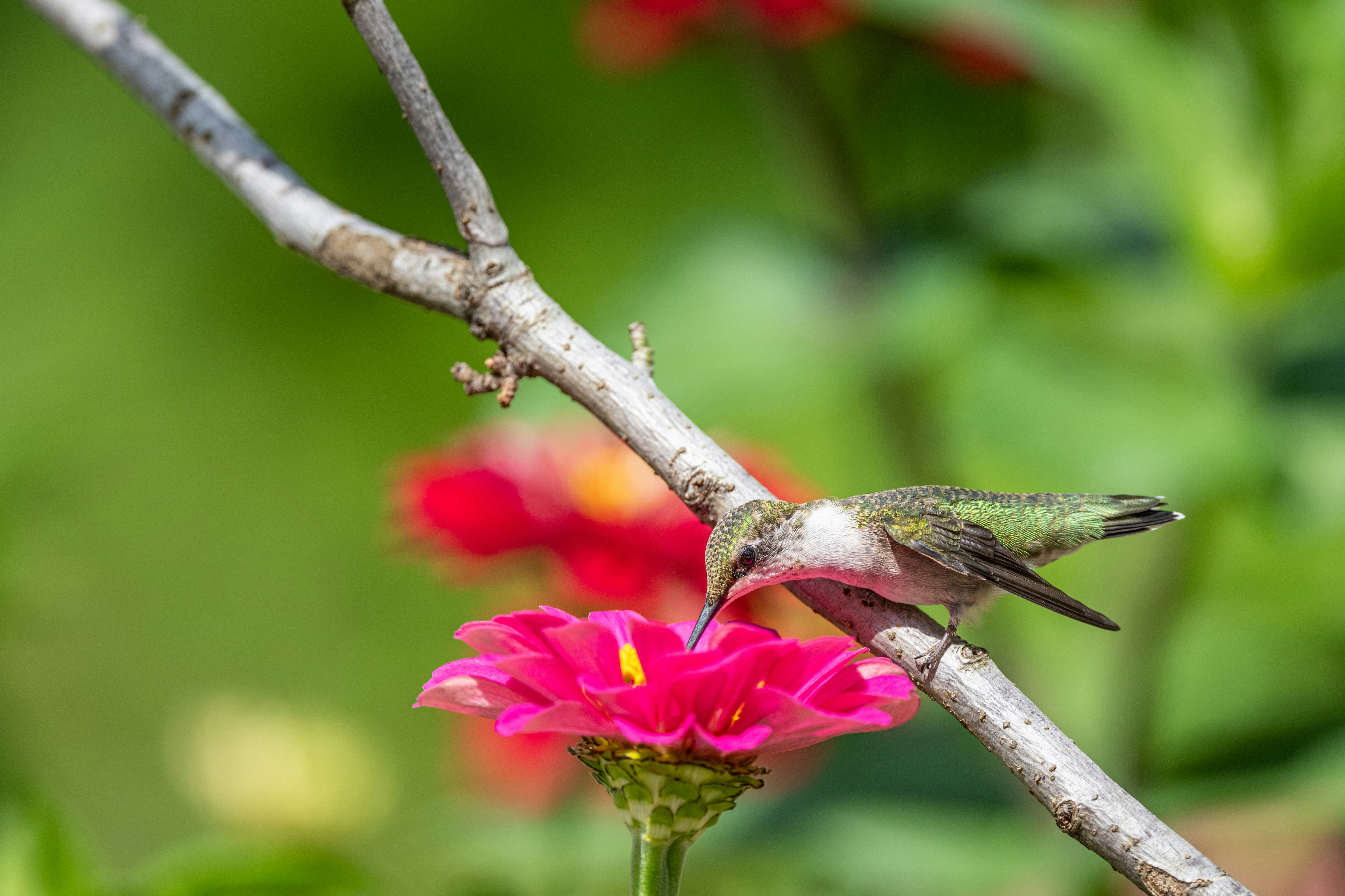 Photo by skylerewing