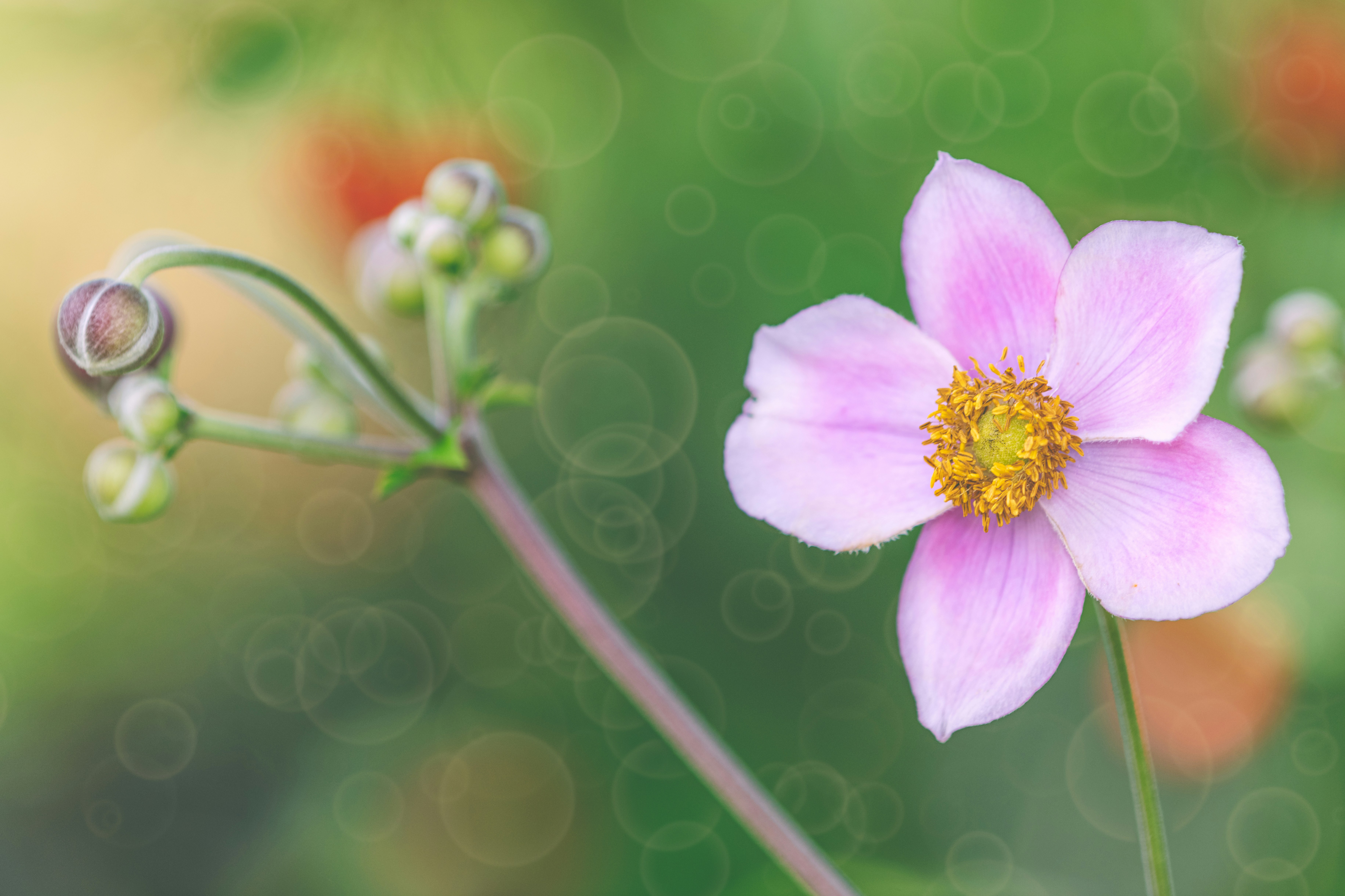 Photo by skylerewing