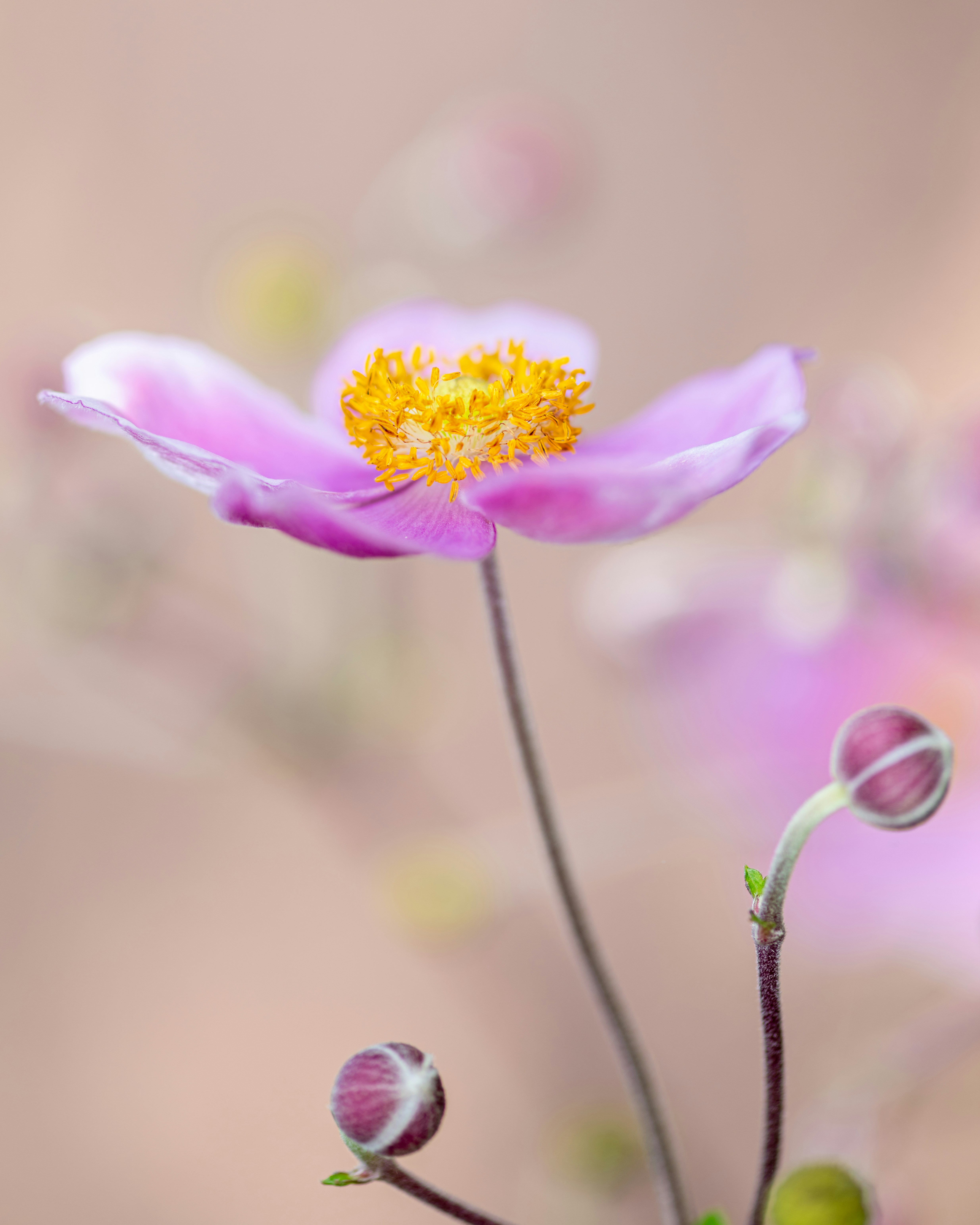 Photo by skylerewing